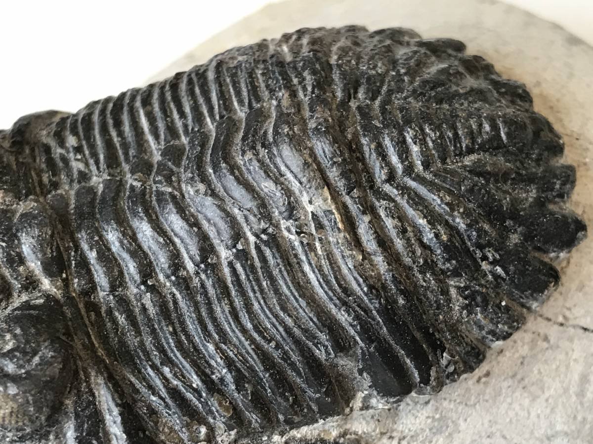 値下げ！三葉虫大型化石／母岩付 約9.5cm 640g 希少古生代デボン紀相当 値下げ！三葉虫の大型化石／母岩付 約9.5cm 640g 希少古生代デボン紀