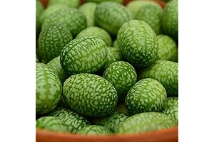 Cucamelon - A Bite-Sized Cucumber Delight