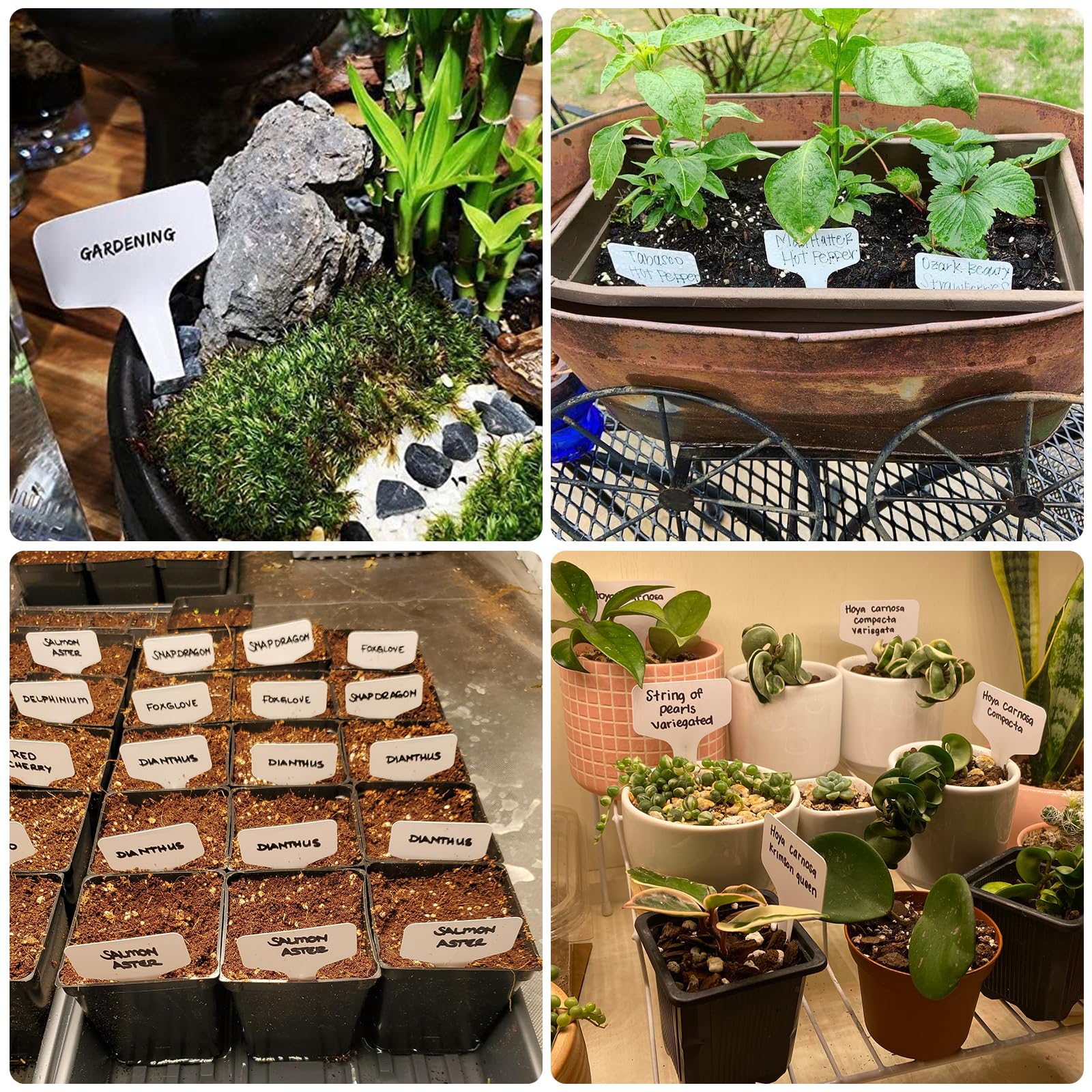 Dnger Bio Spezial-Dnger Fr Glcksbambus (Lucky Bamboo)  HIGH-TECH NPK  Flssigdnger Fr Gesunde, Grne Pflanzen Orchideendnger Flssig