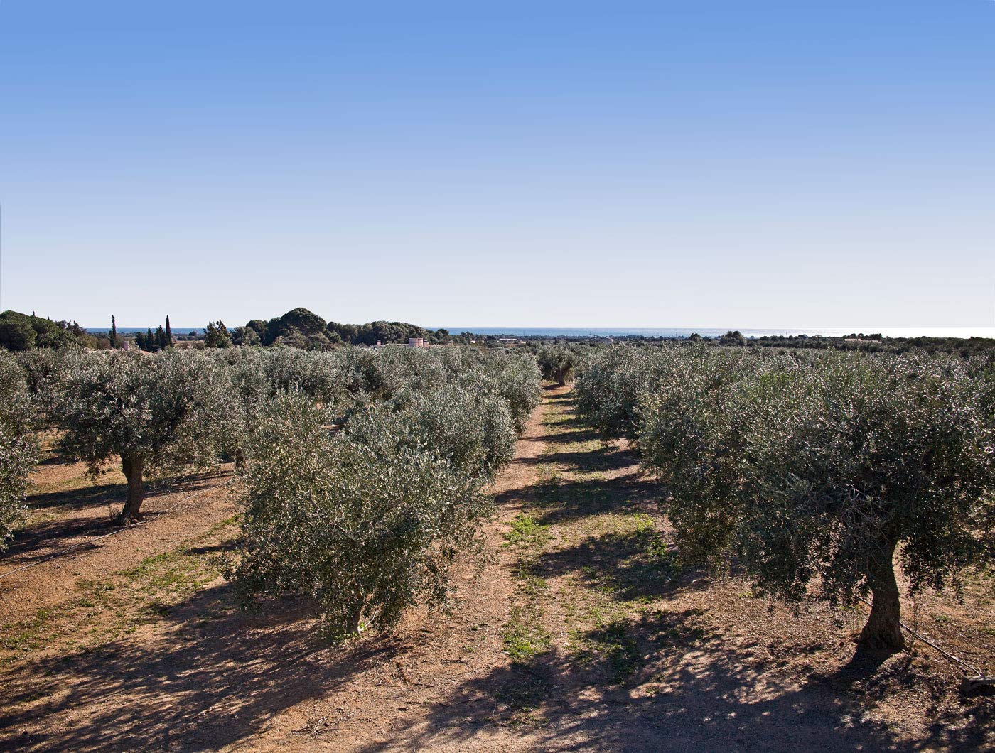 Mestral Olivenöl Extra Vergine 3 Liter - Cambrils