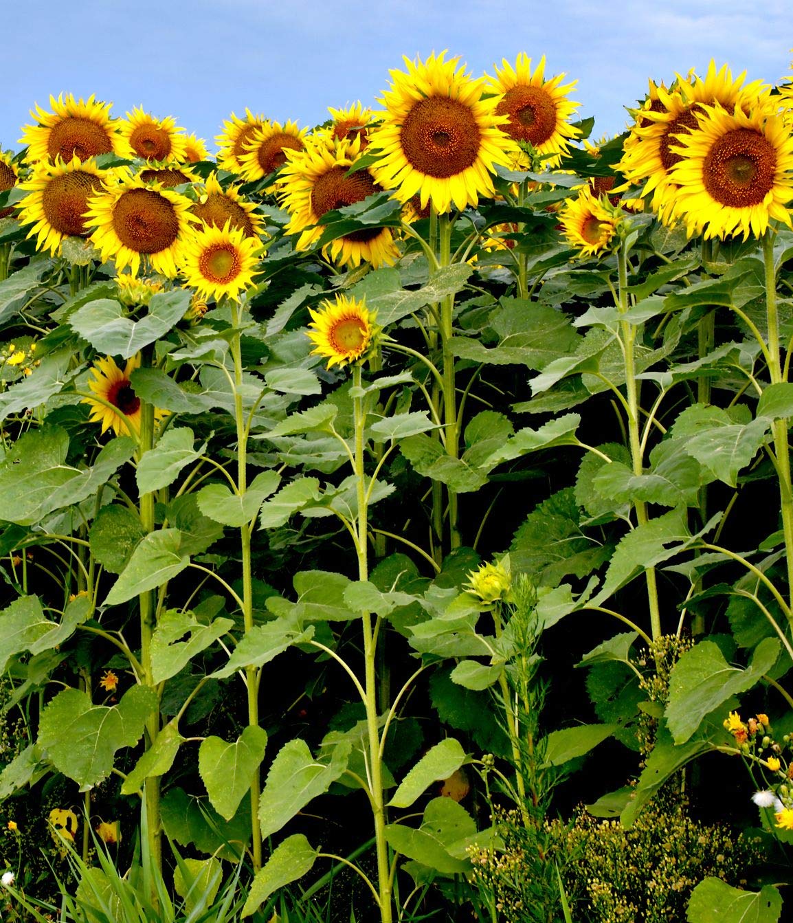 Sunflower seeds for planting, Planting seeds for sunflower plant, Best sunflower planting seeds ( 70 seeds ) (B0BTP7XPC4) Amazon Price History, Amazon Price Tracker