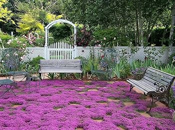 200Pcs Creeping Seeds, Flower Seeds Ground Cover Carpet Spreading Thyme