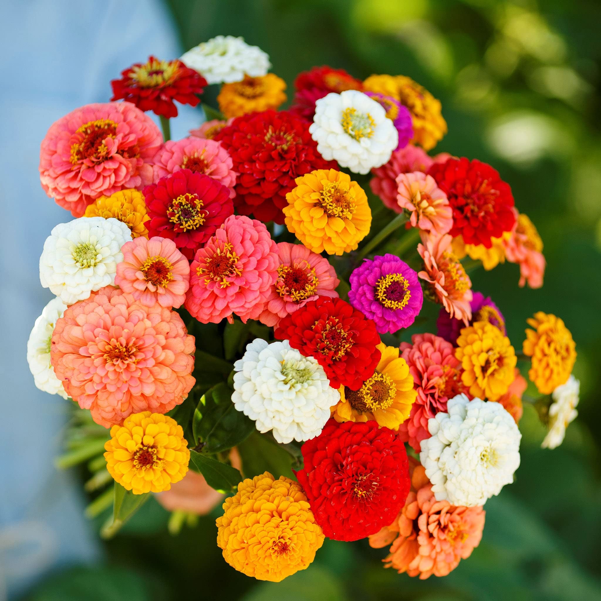 Eden Brothers Zinnia Seeds - Pumila/Cut & Come Again Mix, Non-GMO Seeds for Planting, Packet | Low-Maintenance Flower Seeds, Plant During Spring, Zones 3, 4, 5, 6, 7, 8, 9, 10