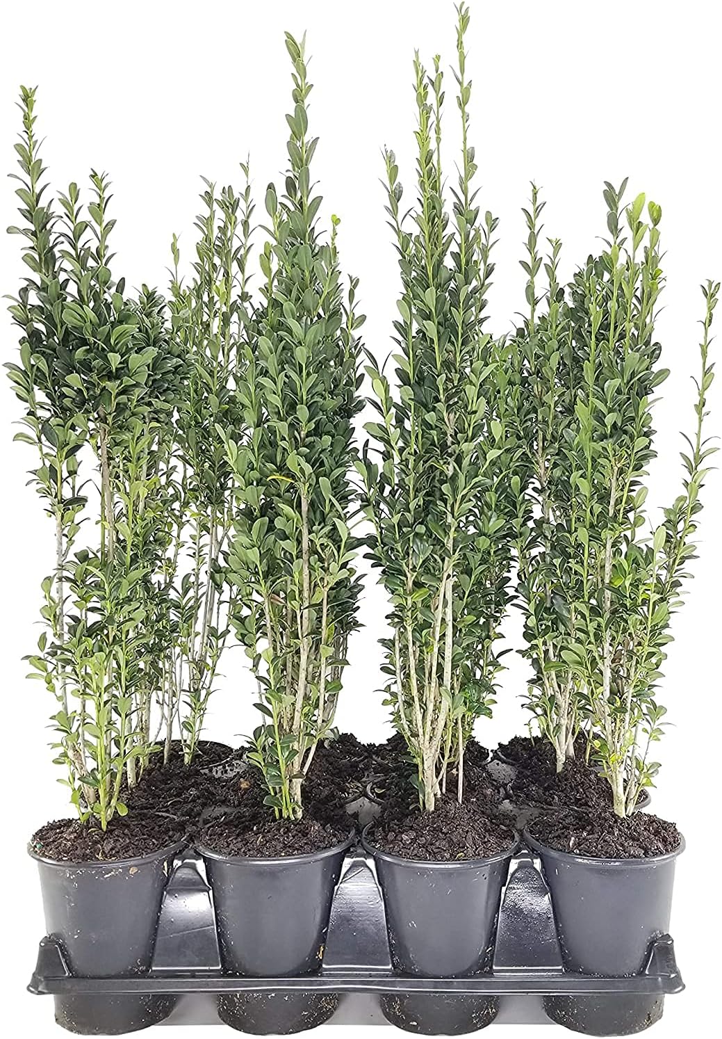Sky Pencil Japanese Holly - 3 Live Quart Size Plants - Ilex Crenata - Formal Low Maintenance Evergreen Plants
