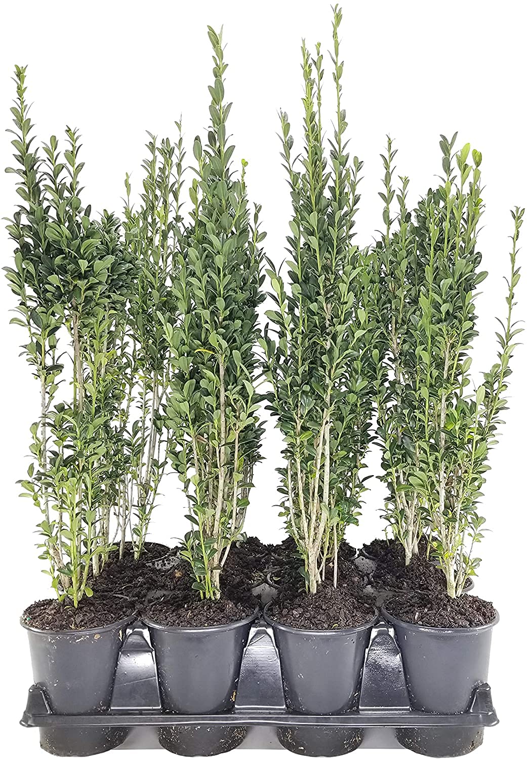Florida Foliage Sky Pencil Japanese Holly 5 Plants