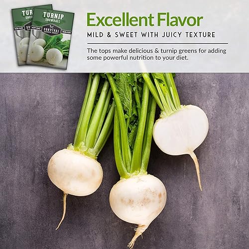 Miniatura 6 de Survival Garden Seeds - Semillas de bola de nieve de nabo para plantar - 2 paquetes con instrucciones para plantar y cultivar vegetales de raíz y