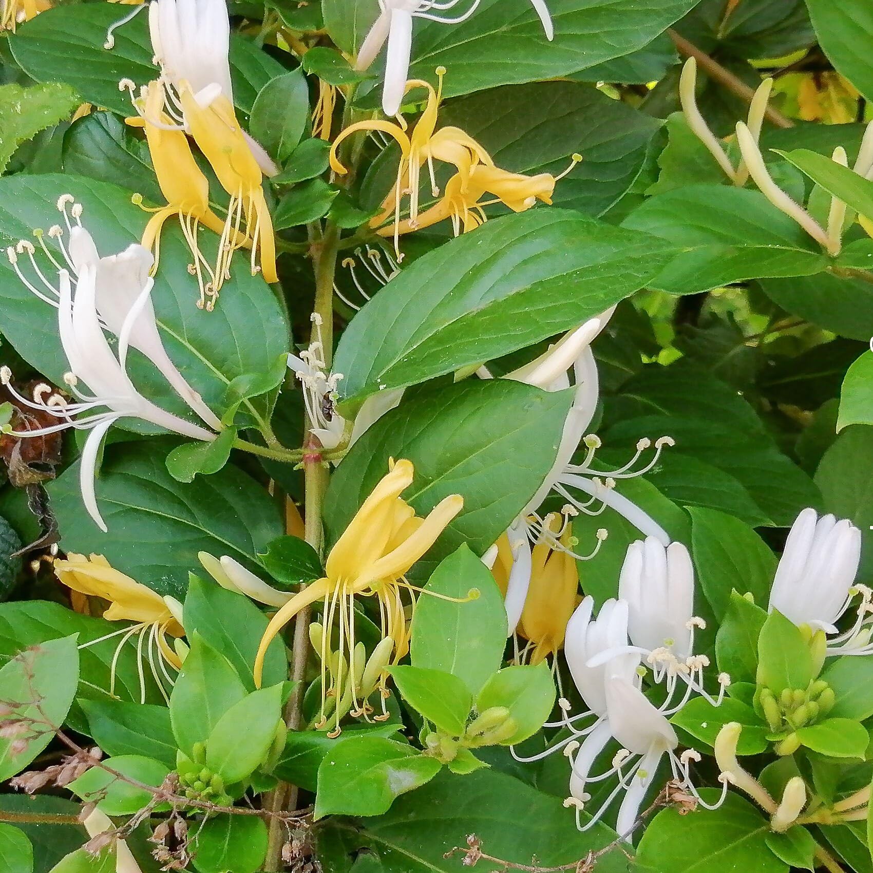 Lonicera Japonica Halliana, Caprifoglio, confezione da 2 piante, altezza 40/60 cm, vaso Ø8
