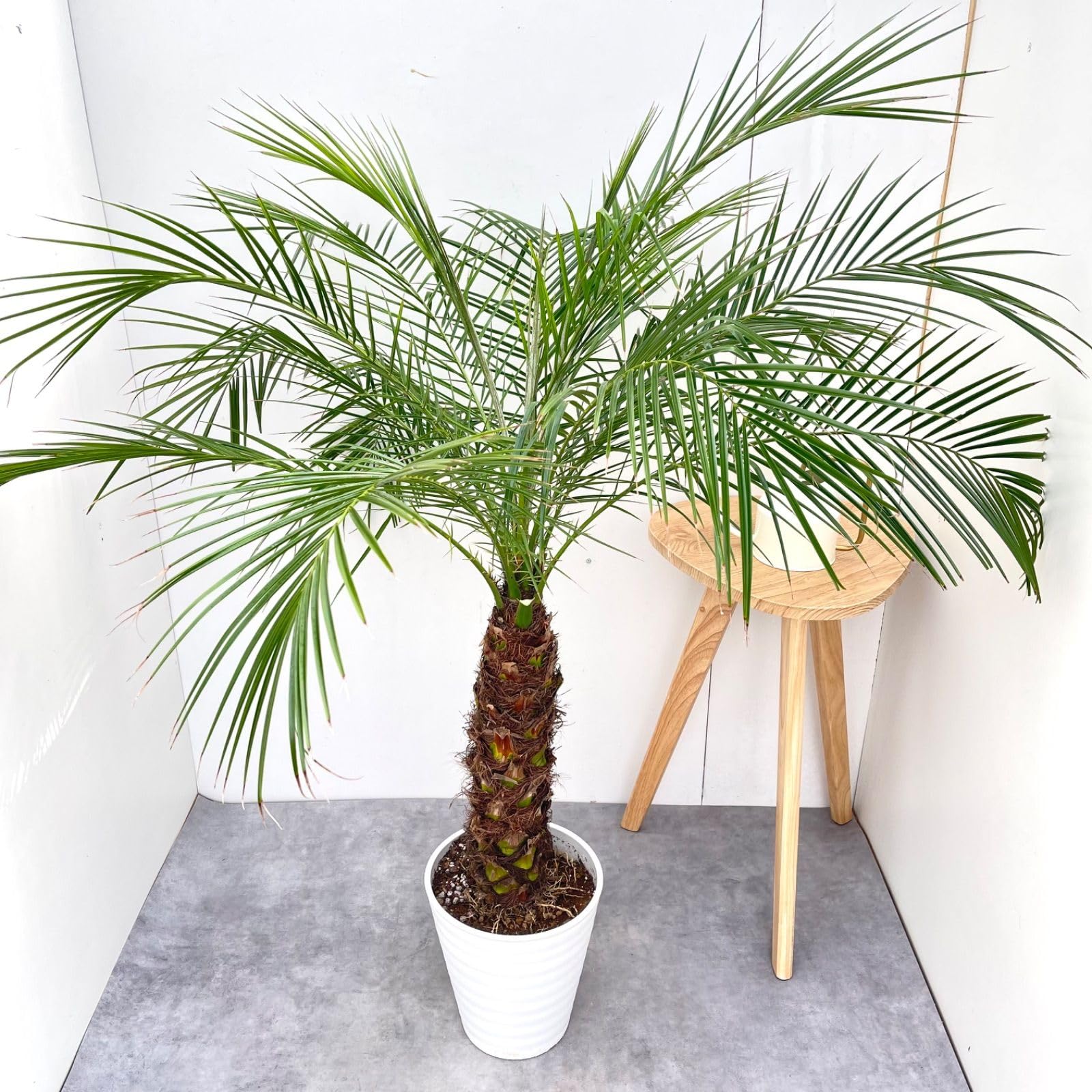 Amazon｜ヤシ フェニックスロベレニー 7 観葉植物 庭木 大型
