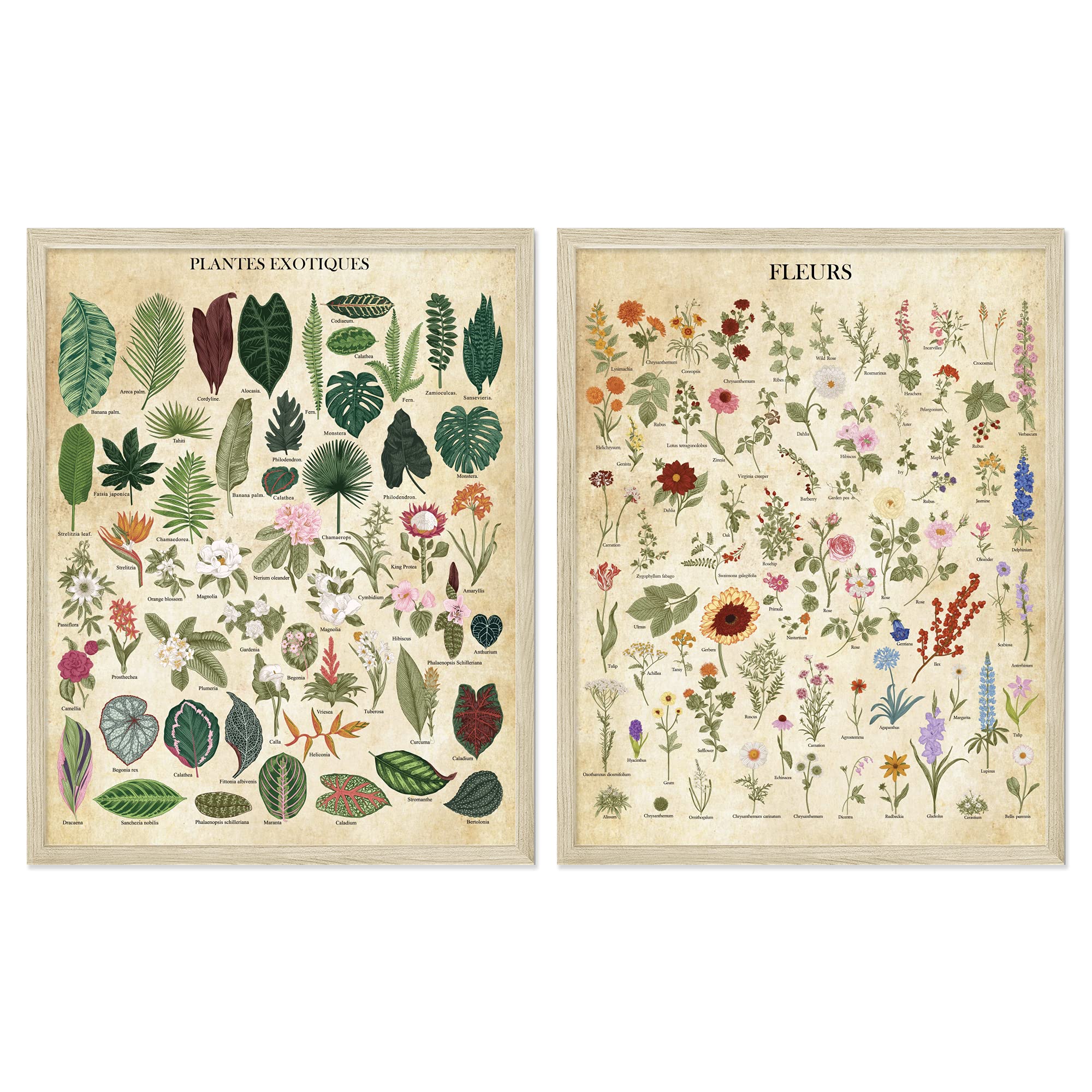 Botanical Wall Art Botanical Poster Set of 2 (11x14") Vintage