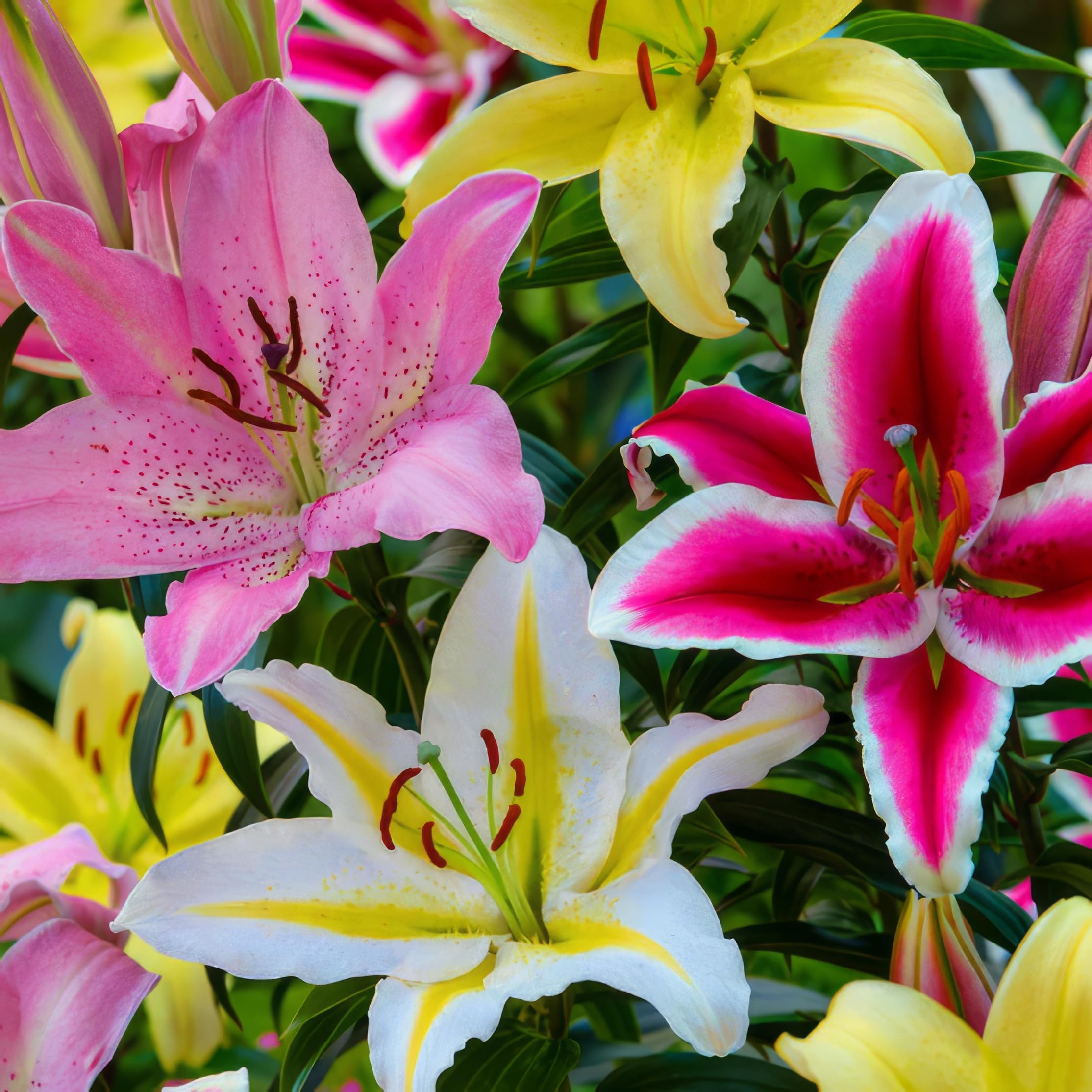 Lilienzwiebeln Roselilly Vollelilly - Winterharte, Duftende Prachtlilien, Gelb