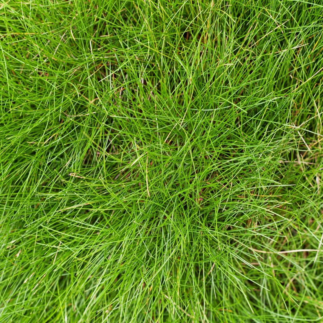 Festuca gautieri Kostrzewa ozdobna, 24 rośliny, Ø 9 cm, wysokość 10-25 cm, zimozielona trawa ozdobna – łatwa w pielęgnacji i przyjazna dla wysuszenia, do grządek i ogrodu skalnego