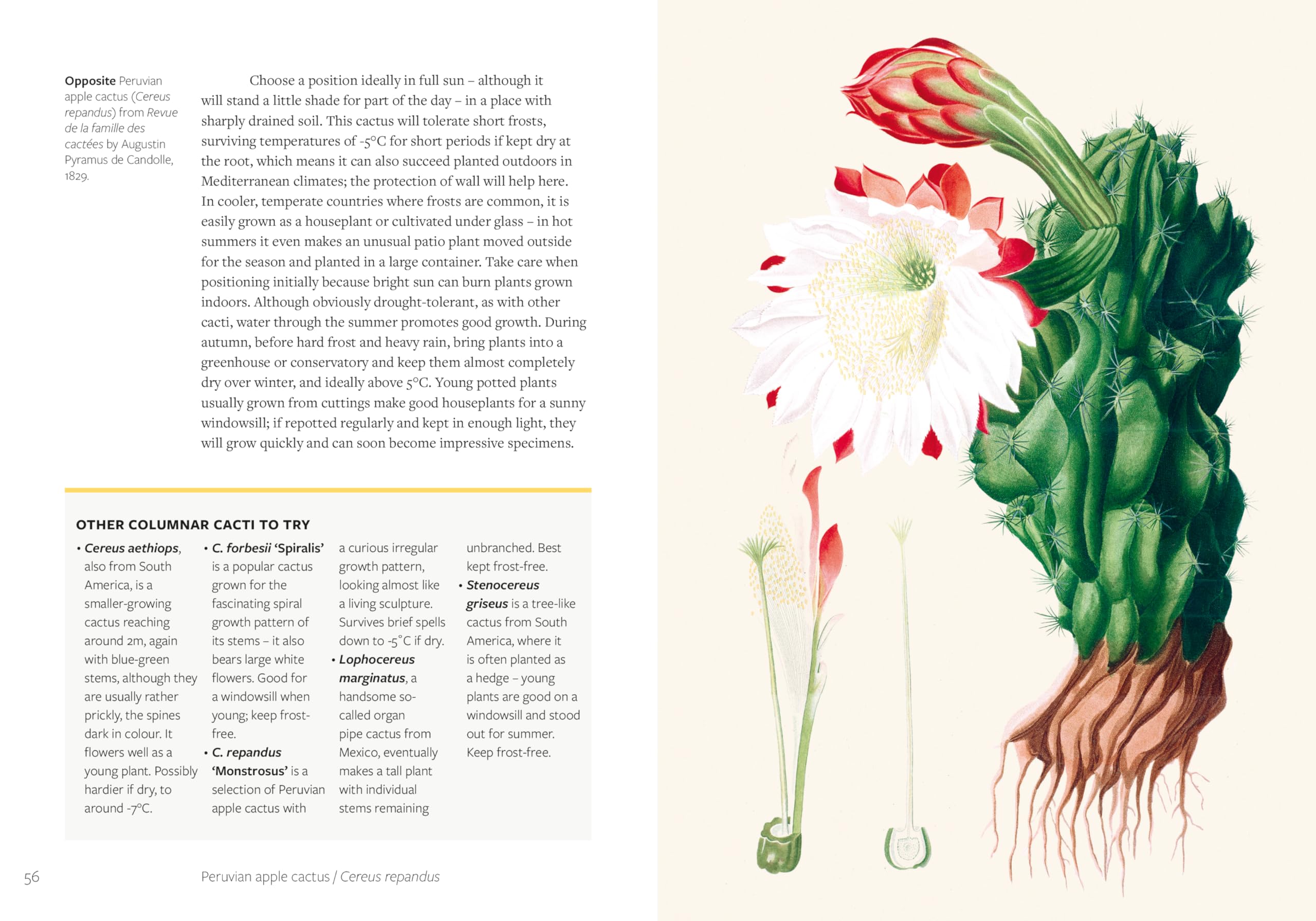Kew - Parched: 50 Plants That Thrive and Survive in a Dry Garden