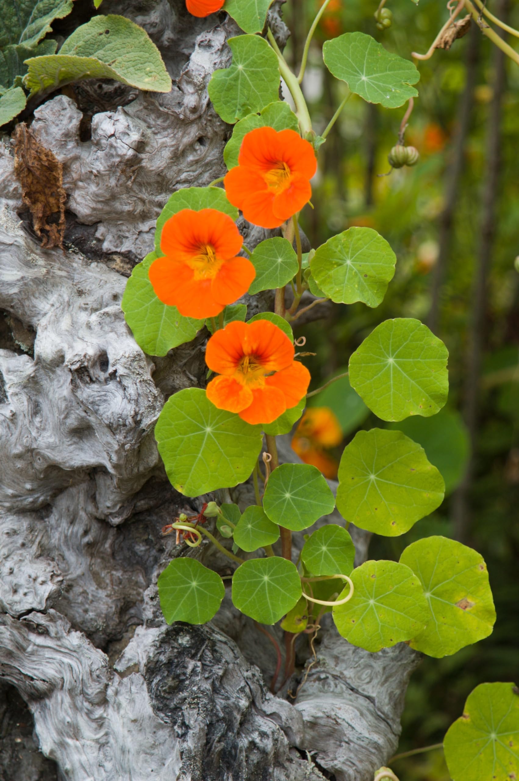 Kapuzinerkresse (Tropaeolum majus) Samen. Kletterpflanze, Heilpflanze, essbar (2000 Samen =250,0g)