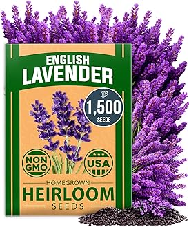 HOME GROWN Non GMO English Lavender Seeds 1,500+ Wildflower Seed for Planting Indoor/Outdoor, High Germination, Plant Flower Seeds (Lavandula antustifolia)