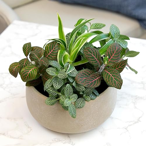 Miniatura 9 de Altman Plants Plantas de interior vivas (6PK), plantas de interior para entrega, plantas vivas y regalos de jardinería para amantes de las plantas,