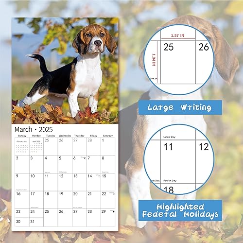 Miniatura 3 de Calendario de pared 2026, calendario 2026, noviembre de 2025 a diciembre de 2026, calendario de pared Beagles, 12 x 24 pulgadas abierto, página