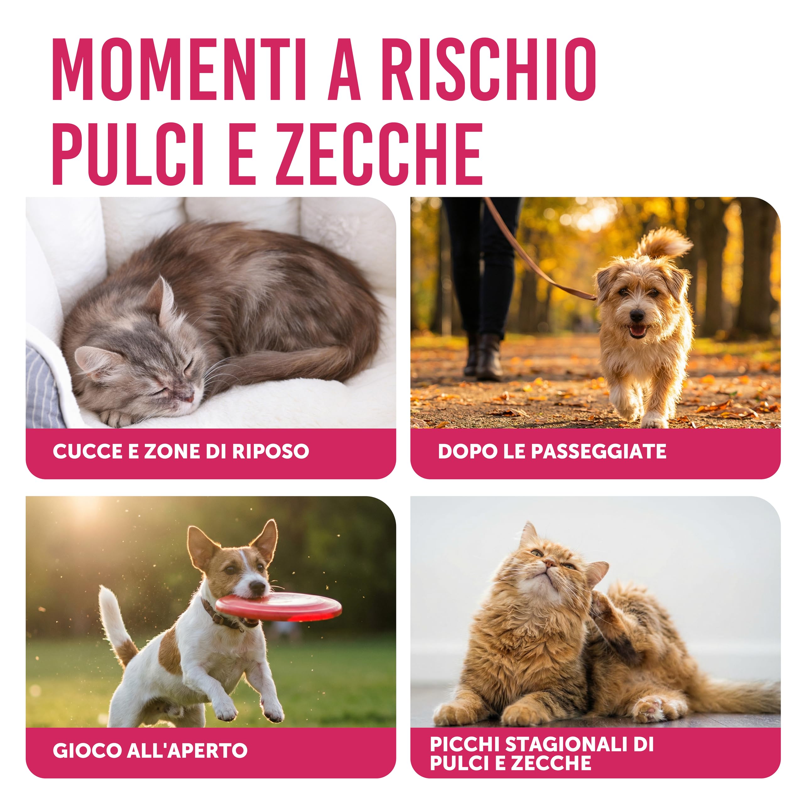 Petsly Kit Antipulci e Zecche per Cani e Gatti – Shampoo Delicato e Spray Ambientale per Casa, Cucce e Tessuti – Routine Completa Igiene e Pulizia Quotidiana