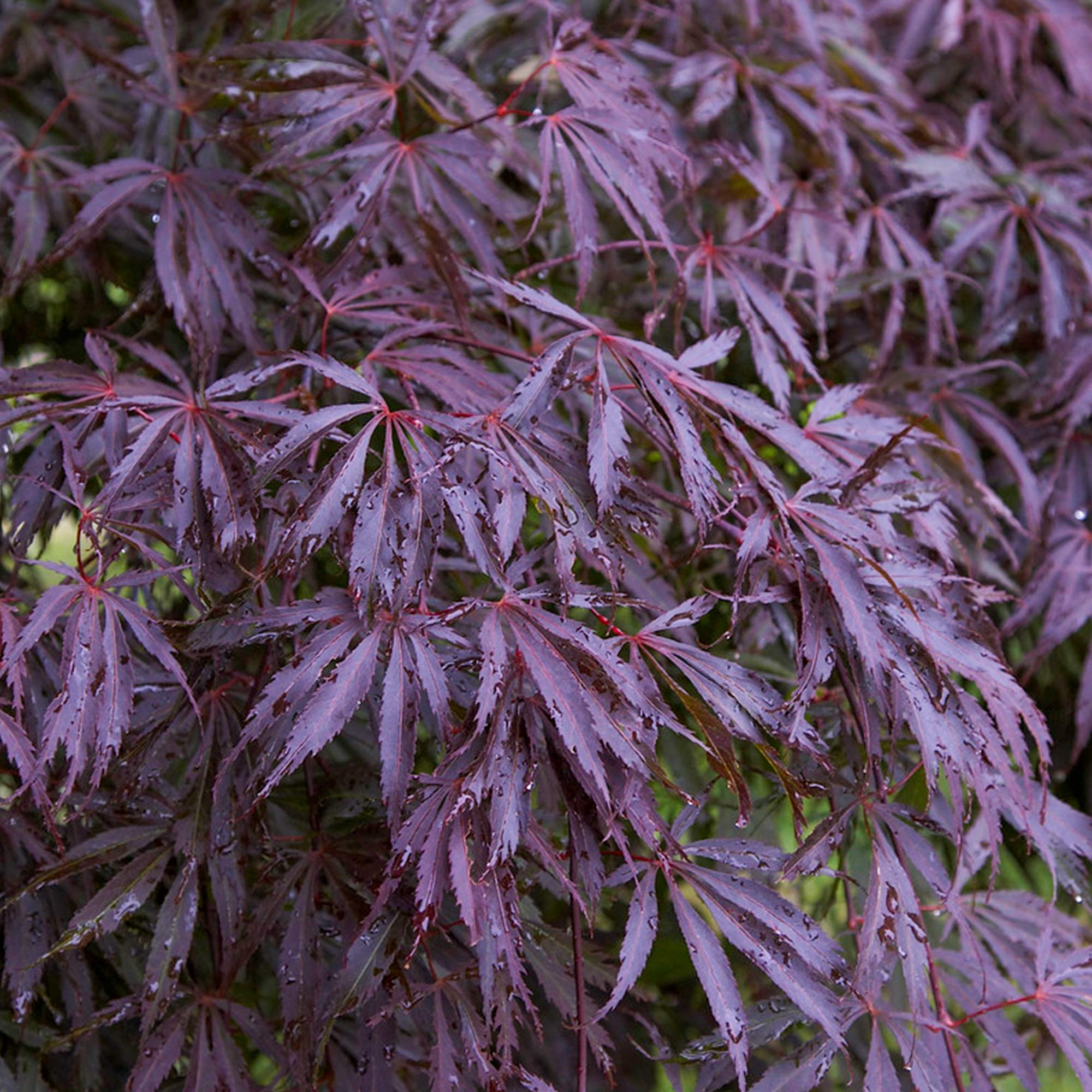 Buy Acer palmatum 