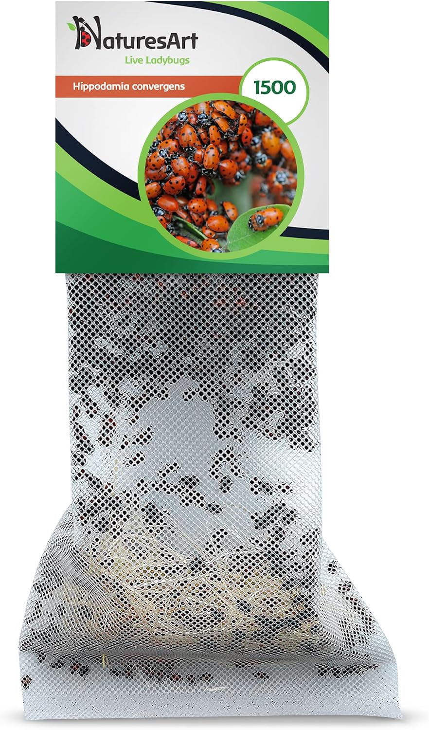 1500 Live Ladybugs - Good Bugs for Garden - Ladybug for Greenhouse - Guaranteed Live