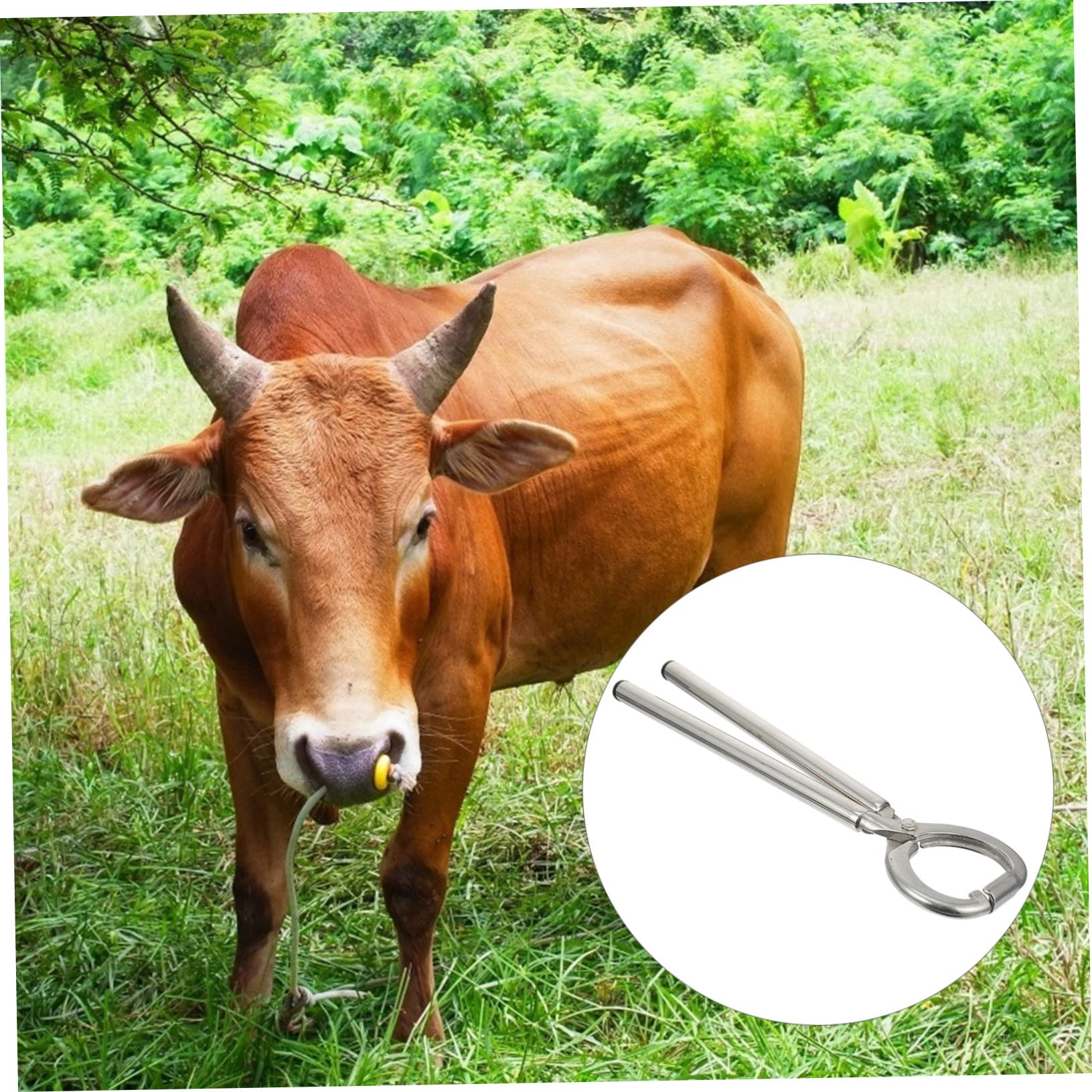 Veemoon 1pezzi Pinze per Anelli Nasali per Bovini Pinza per Anelli Nasali per Bestiame Strumento per Forare Naso del Bestiame Superficie Liscia Facile da Usare Resistente all Usura