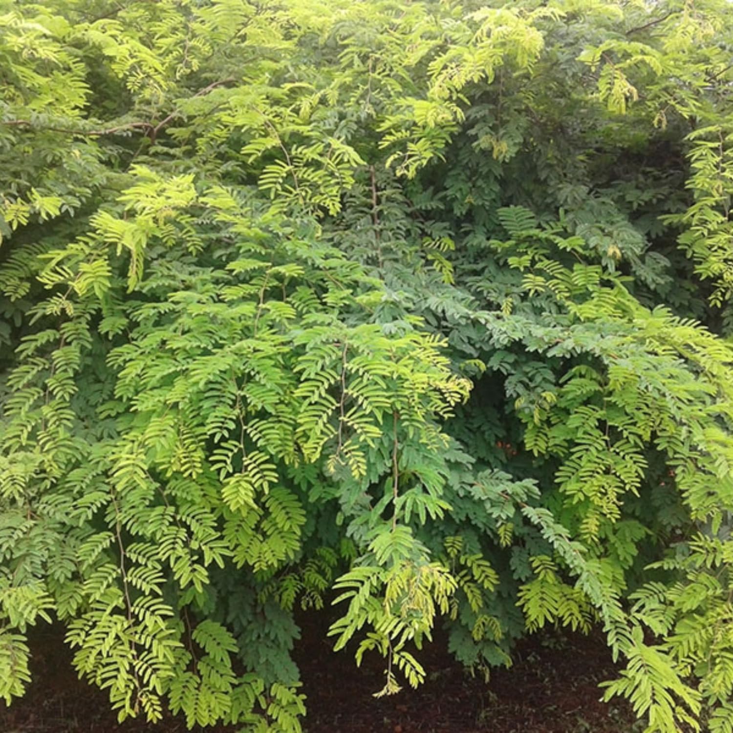 Hug A Plant | Divi-Divi plant (Libidibia coriaria) Flowering/Ornamental Live Plant (Home & Garden) (B0CS326F1B) Amazon Price History, Amazon Price Tracker