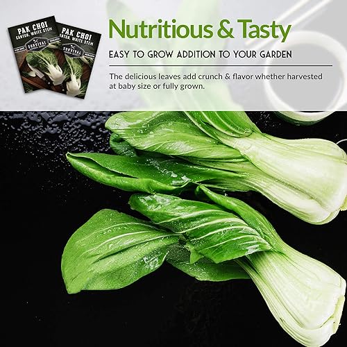 Miniatura 6 de Survival Garden Seeds - Semilla Pak Choi o Bok Choy de tallo blanco de cantón para plantar - Paquete con instrucciones para cultivar Brassica Rapa