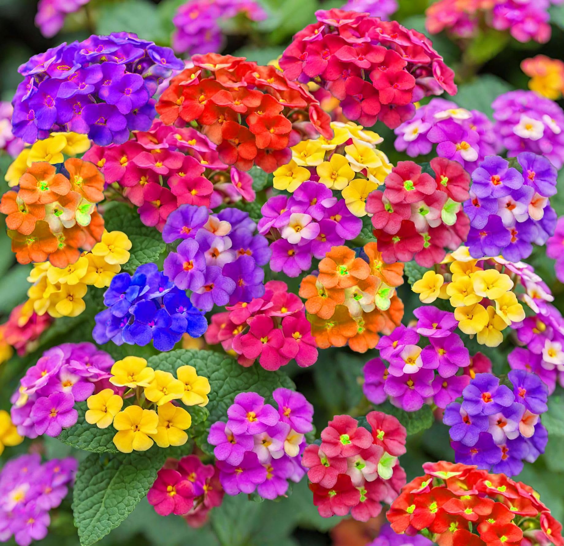 50+Mix Lantana Seeds for Planting -Perennial Seeds Garden Plants Outdoors Home Summer Flower Seeds