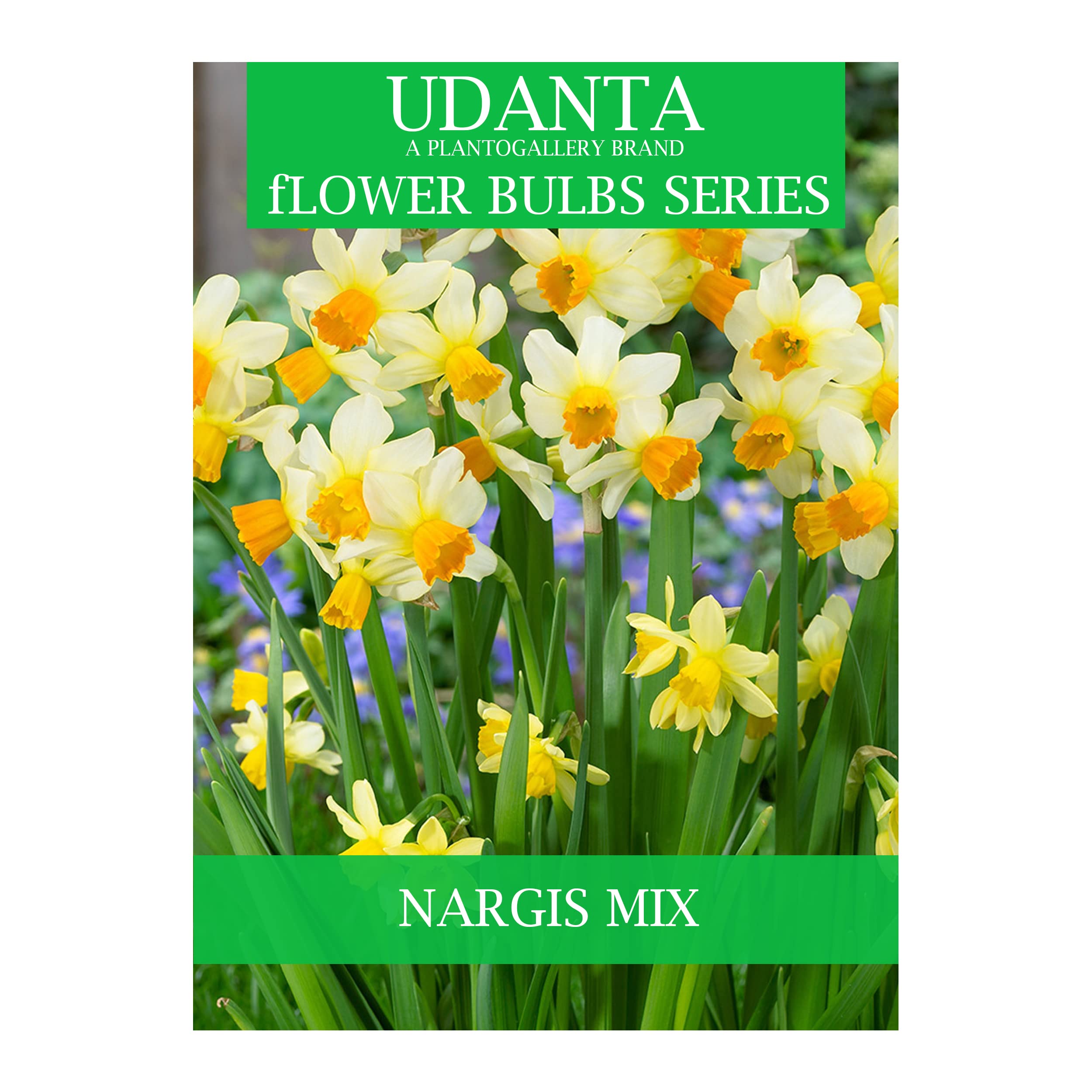 Udanta Scented Nargis Mix Flower Bulbs For All Season - Pack Of 5 Bulbs (B0BZTC3V6P) Amazon Price History, Amazon Price Tracker