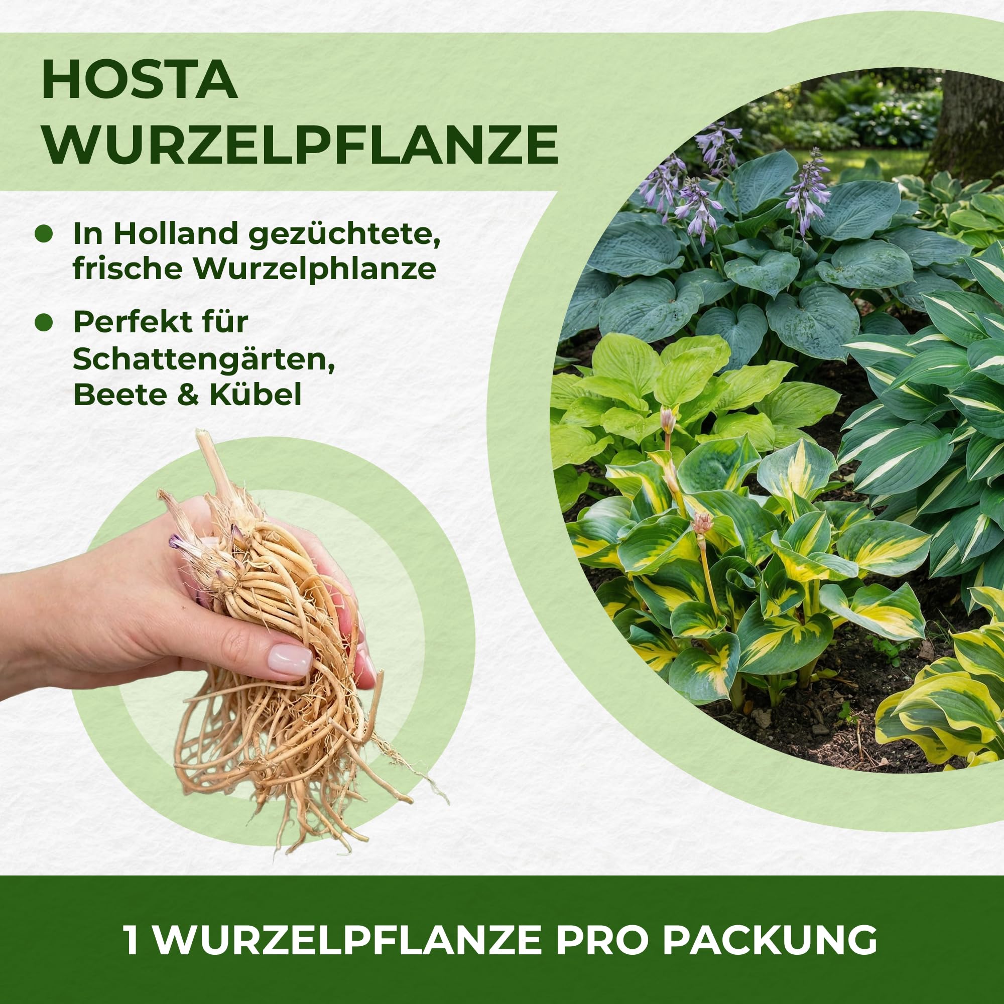 Hosta Pflanze Winterhart - Funkien White Feather - 3 Wurzeln - Stauden Mehrjährig Winterhart - Bodendecker - Pflanzen aus Holland (kein Samen, zwiebeln und nicht künstlich)
