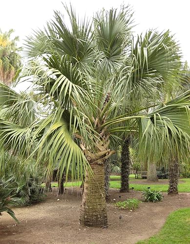 Miniatura 5 de Sabal Palm  Kit de cultivo de semillas  The Jonsteen Company