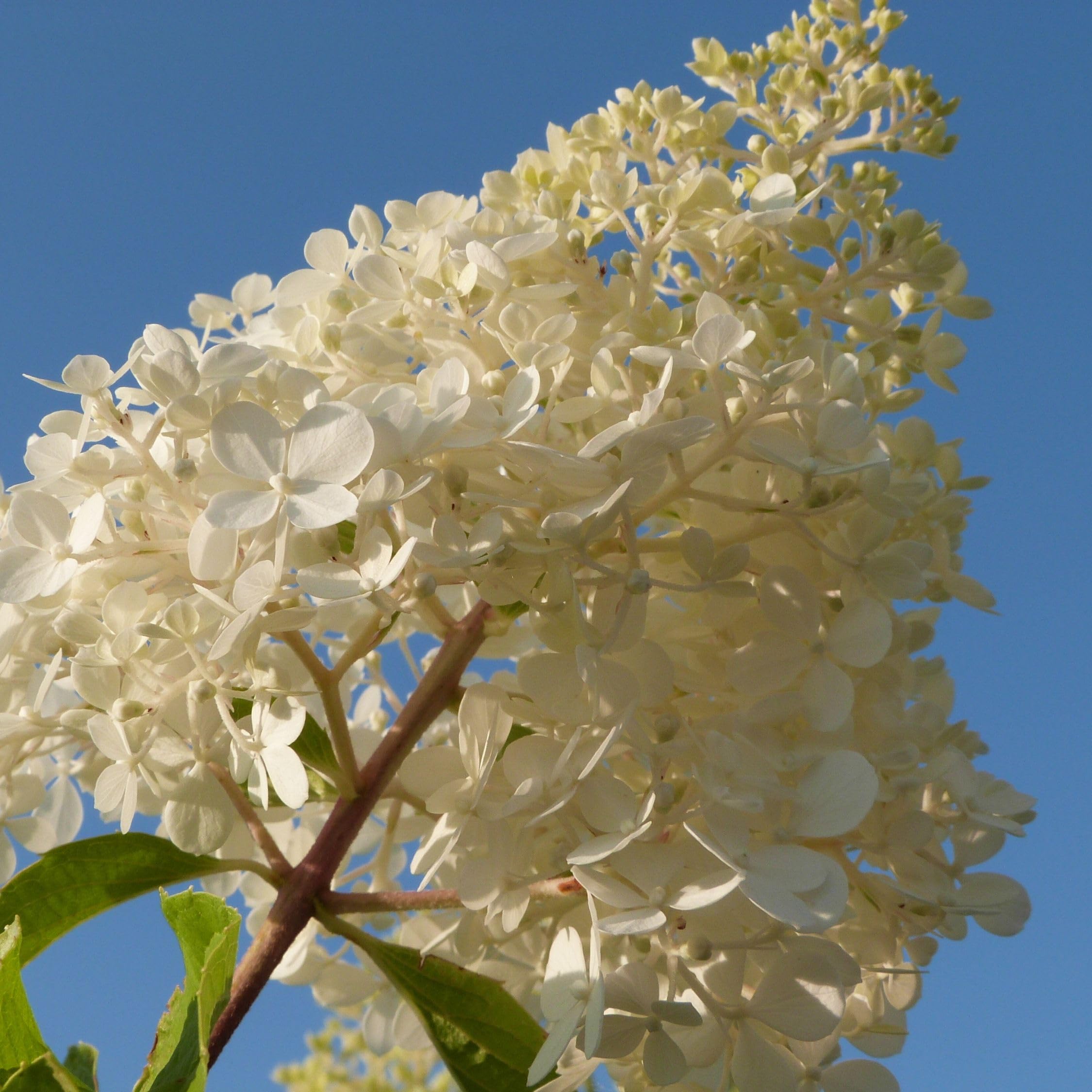 Plant in a Box - Hydrangea Paniculata Mix x3 - Hydrangea Paniculata 'Pink Lady', 'Phantom', 'Silver Dollar' - ¡Perfecta para el jardín! - Maceta 9cm - Altura 25-35cm