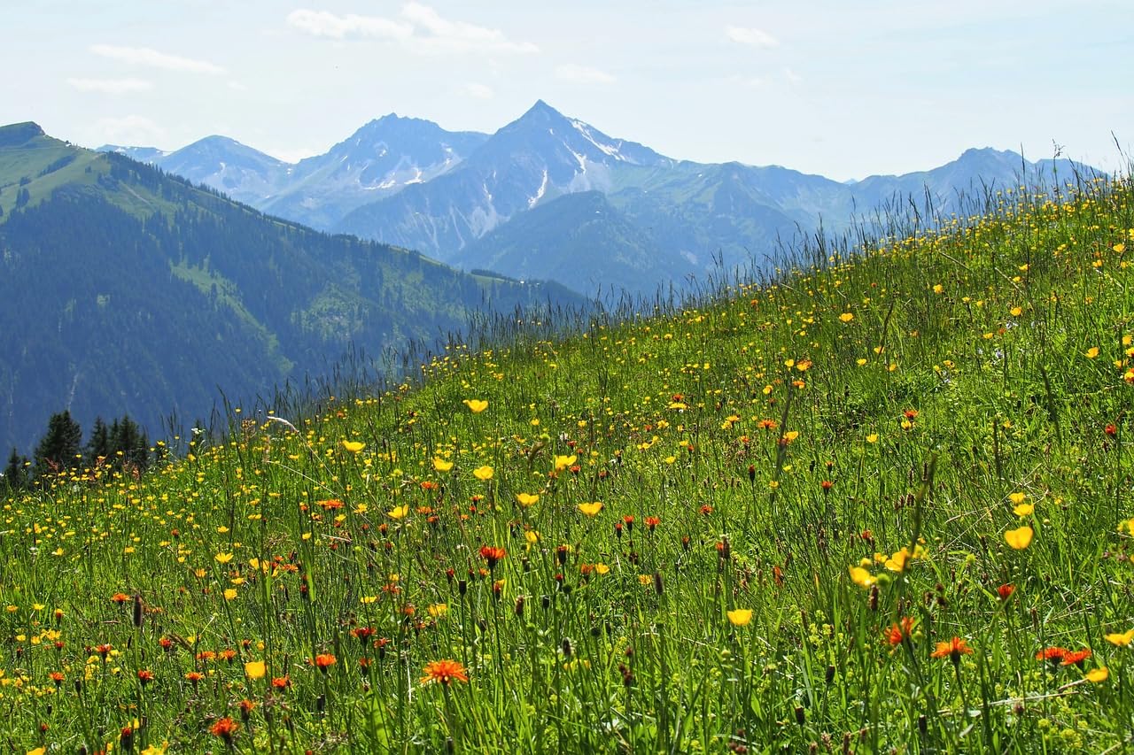 Wild Flower Seeds Meadow Butterfly BEE 50% Grass 50% Seed Flower Mix Bluk 50g to 20kg (100, Grams)