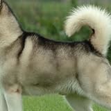 Alaskan Malamute El Mejor Producto De 21 Clasificaciones Y Opiniones Penalbaweb Com Alaskan Malamute El Mejor Producto De 21 Clasificaciones Y Opiniones Penalbaweb Com