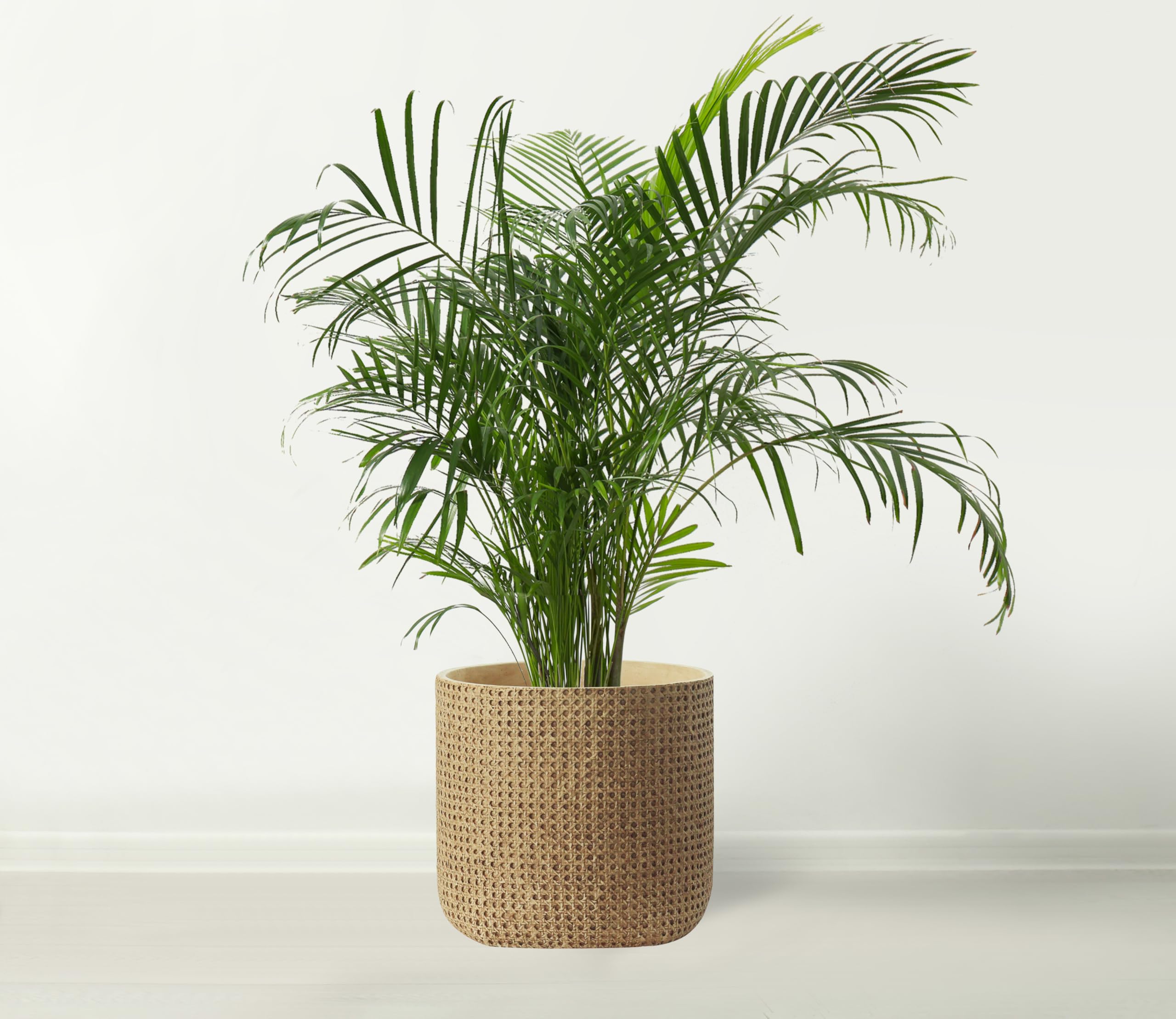 Windor Home Co - Maceta grande de cerámica para cemento, 26 cm de diámetro, maceta grande para interiores y exteriores