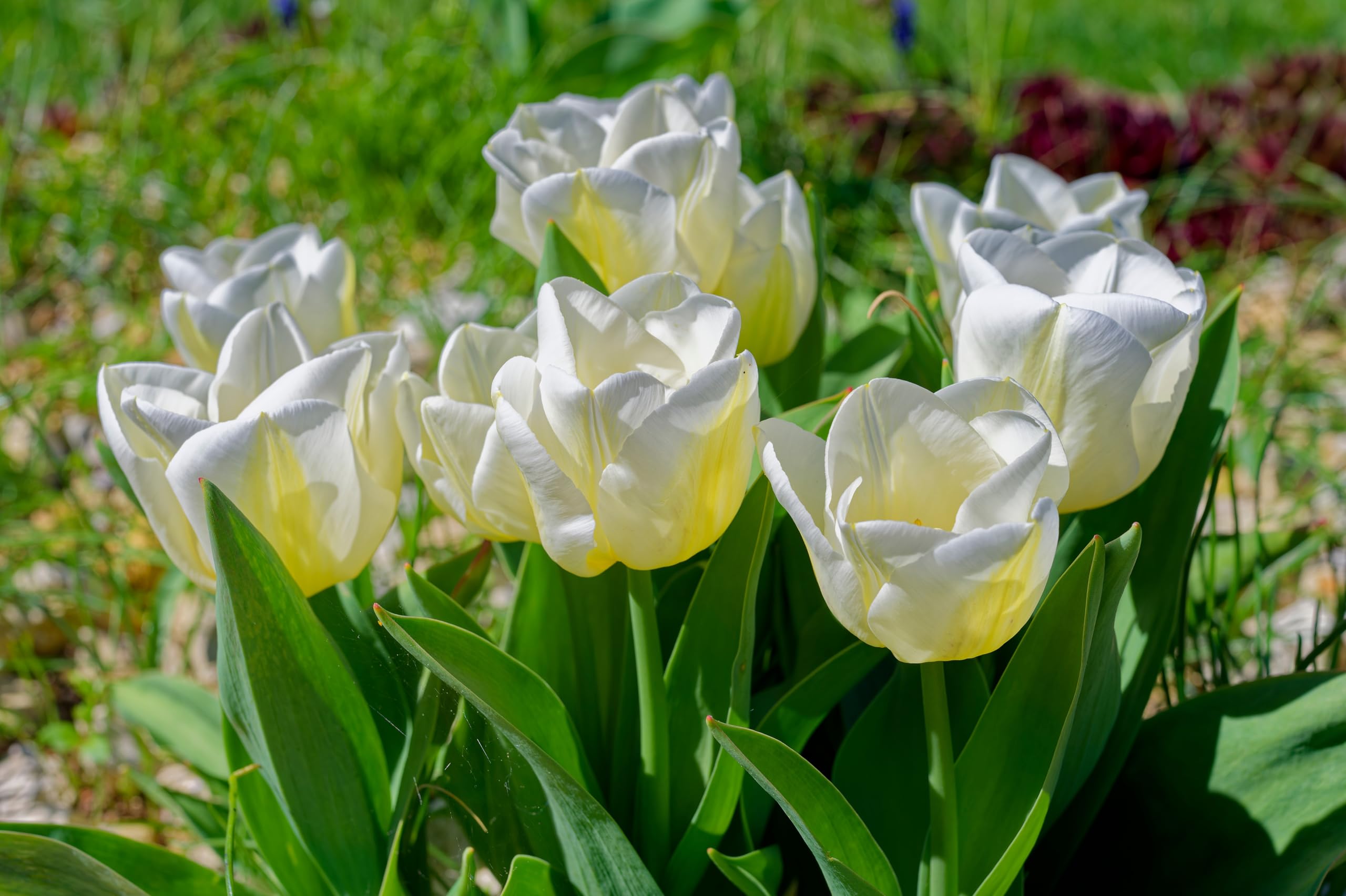 Lincolnshire Pond Plants Ltd - Allium Eros Plant Bulb x5 — view 37
