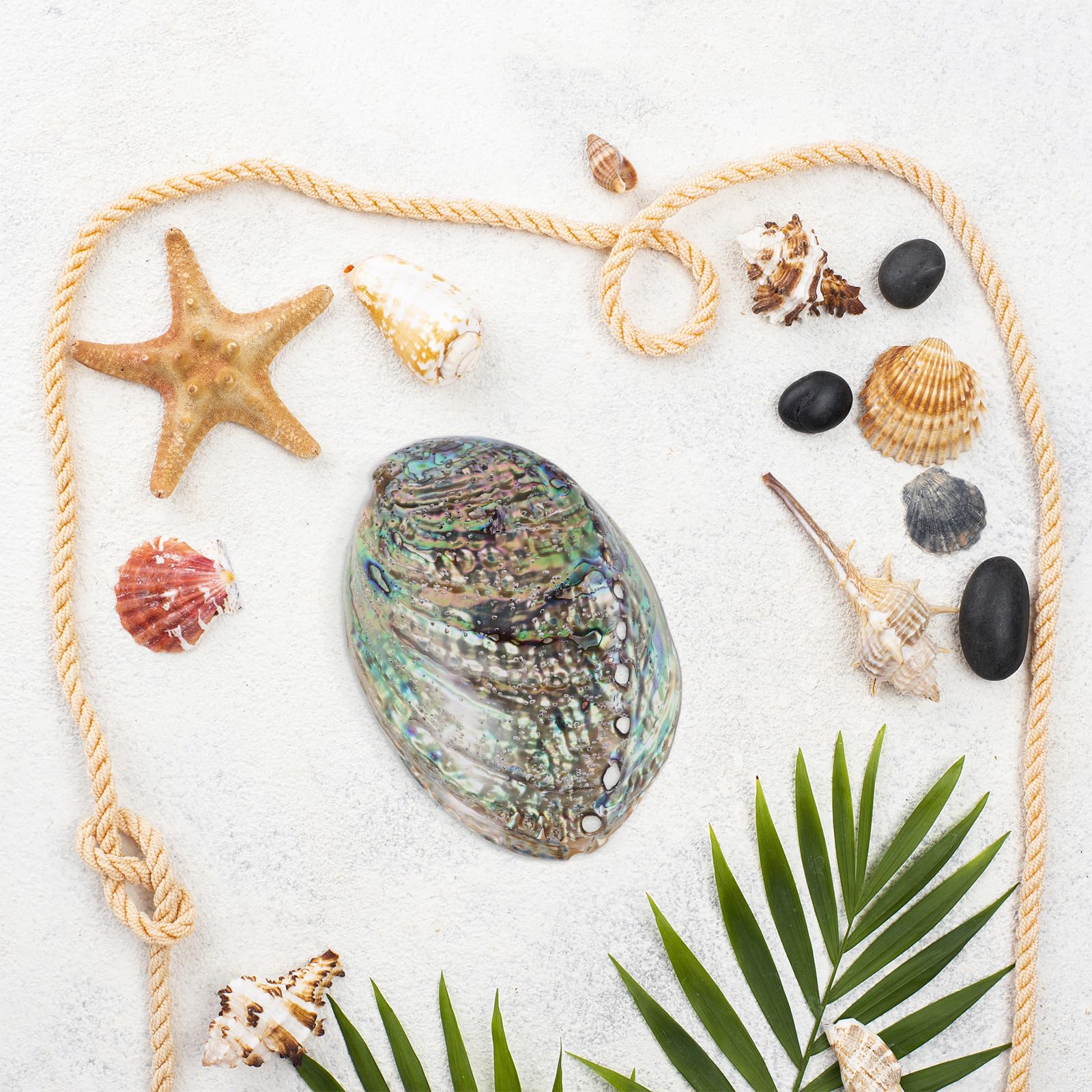 Veemoon Natürliche Abalone-Schale Shell Desktop Tank Zubehör Strand Räucherstäbchen Poliert Hoch DIY Anhänger Wohnschmuck Poliert Ring Tisch cm Paua für Halter Clearing Bowl Coastal Large Dekorative
