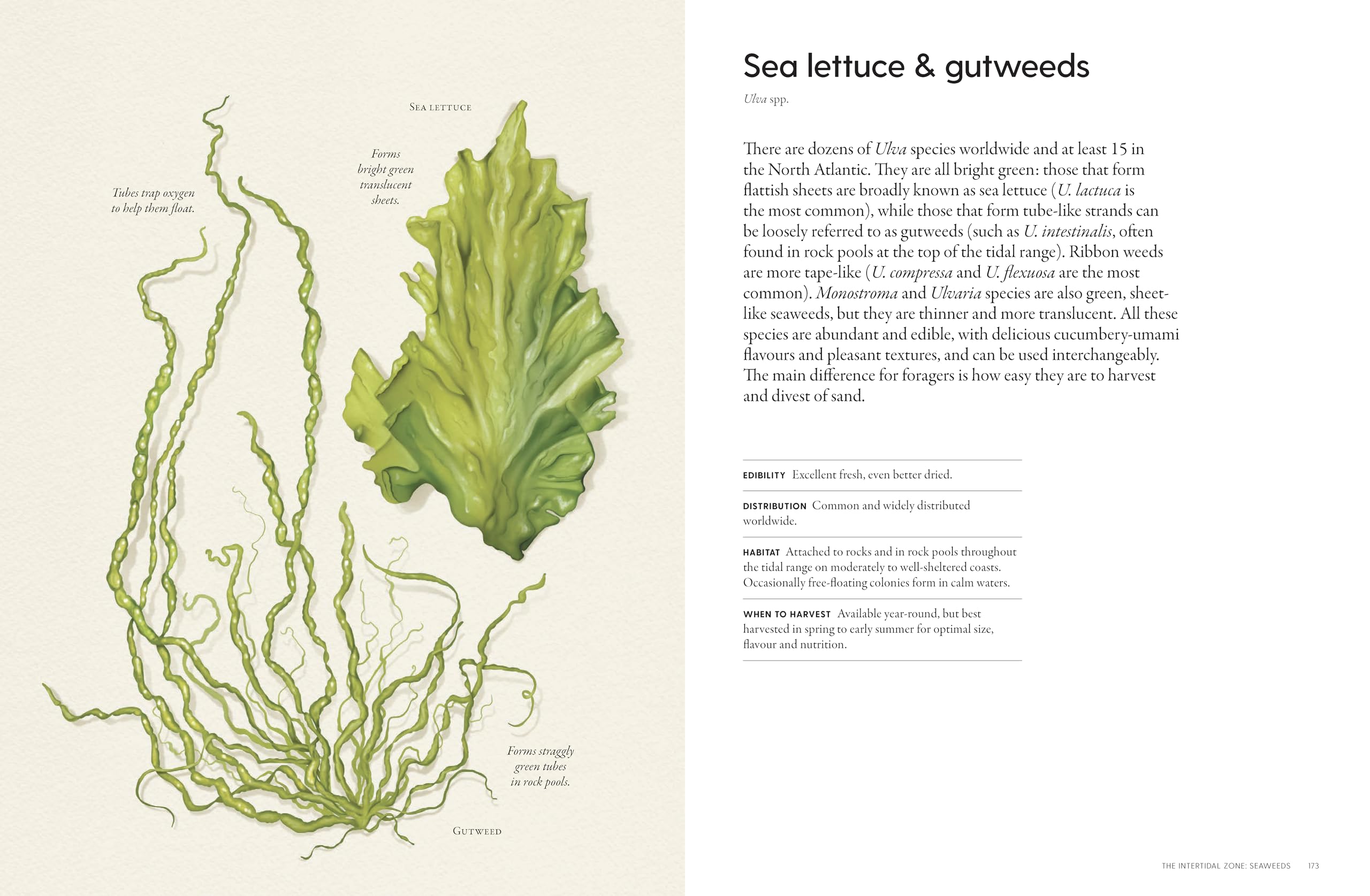 The Coastal Forager: Wild maritime food to preserve, cook, eat