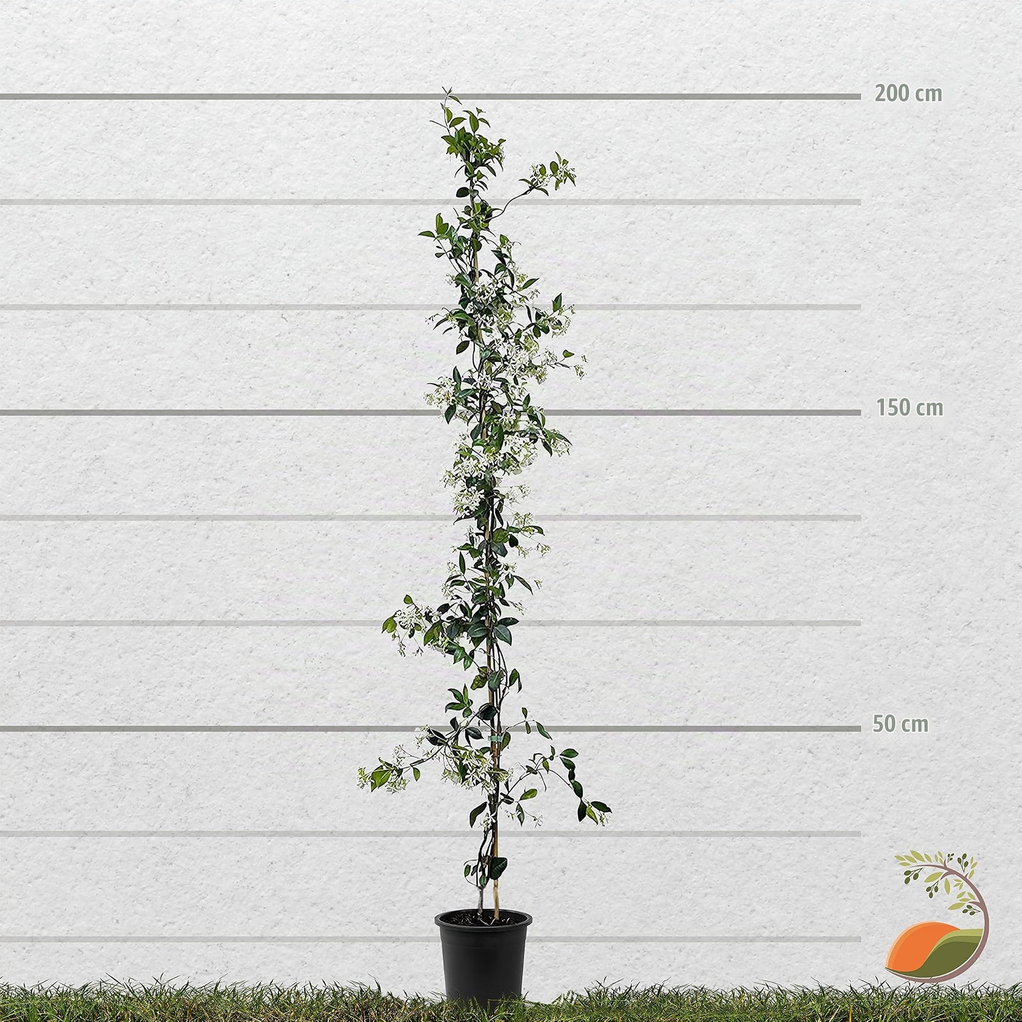 Tropictrees - Trachelospermum Jasminoides - 200cm - Winterhart - Sternjasmin - toskanischer Jasmin -Weiß - 1 pcs