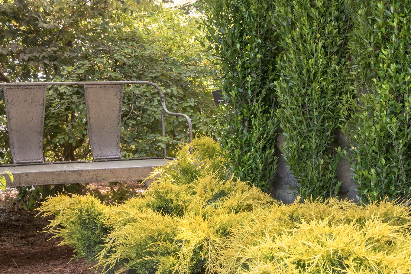 Gold Lace Juniper 3-Pack