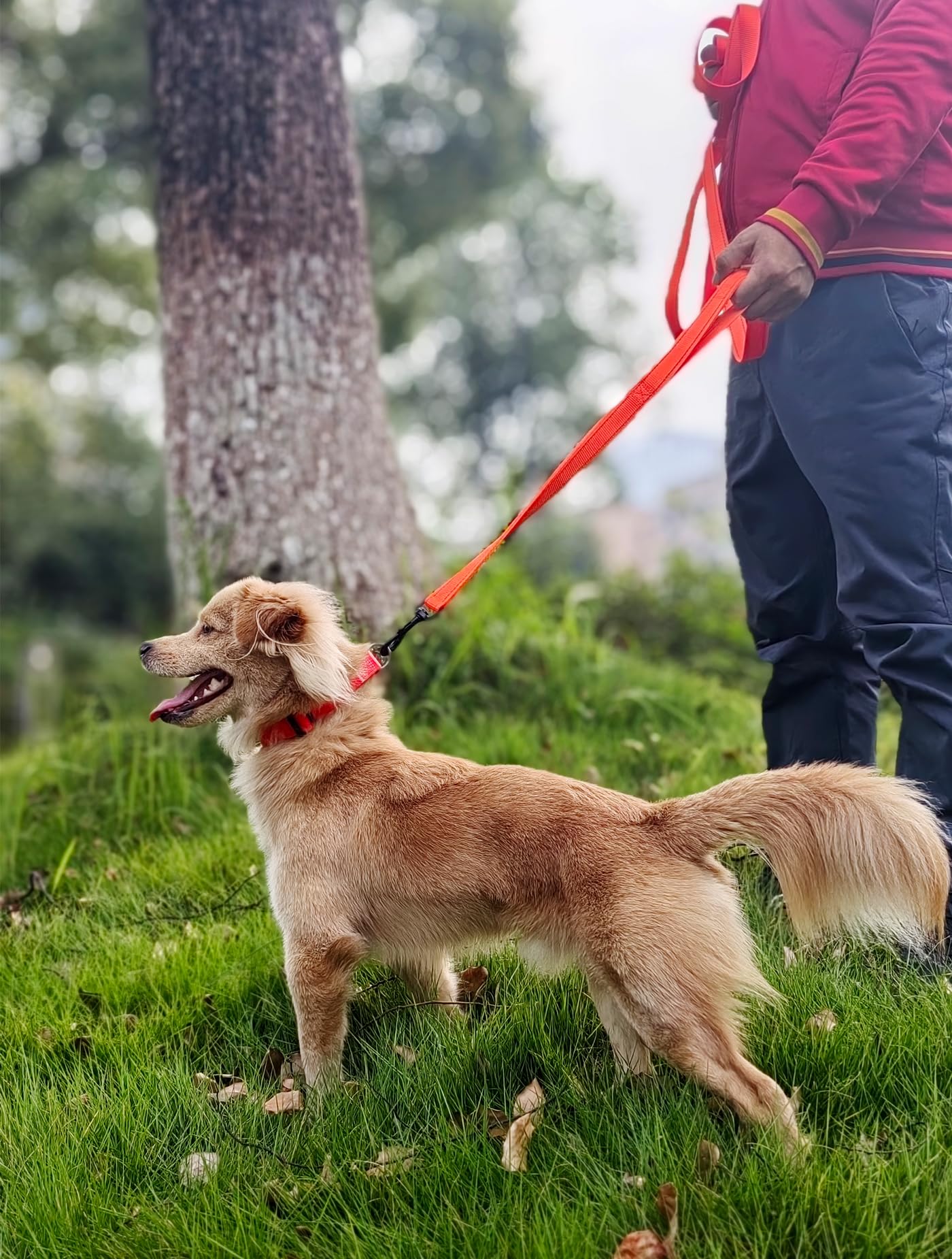 Correa de tráfico de 10 pies con 2 asas para perros, Correas para Perros, reflectante, fácil de controlar, andar, correa de nailon de dos asas para perros grandes y medianos y extractores