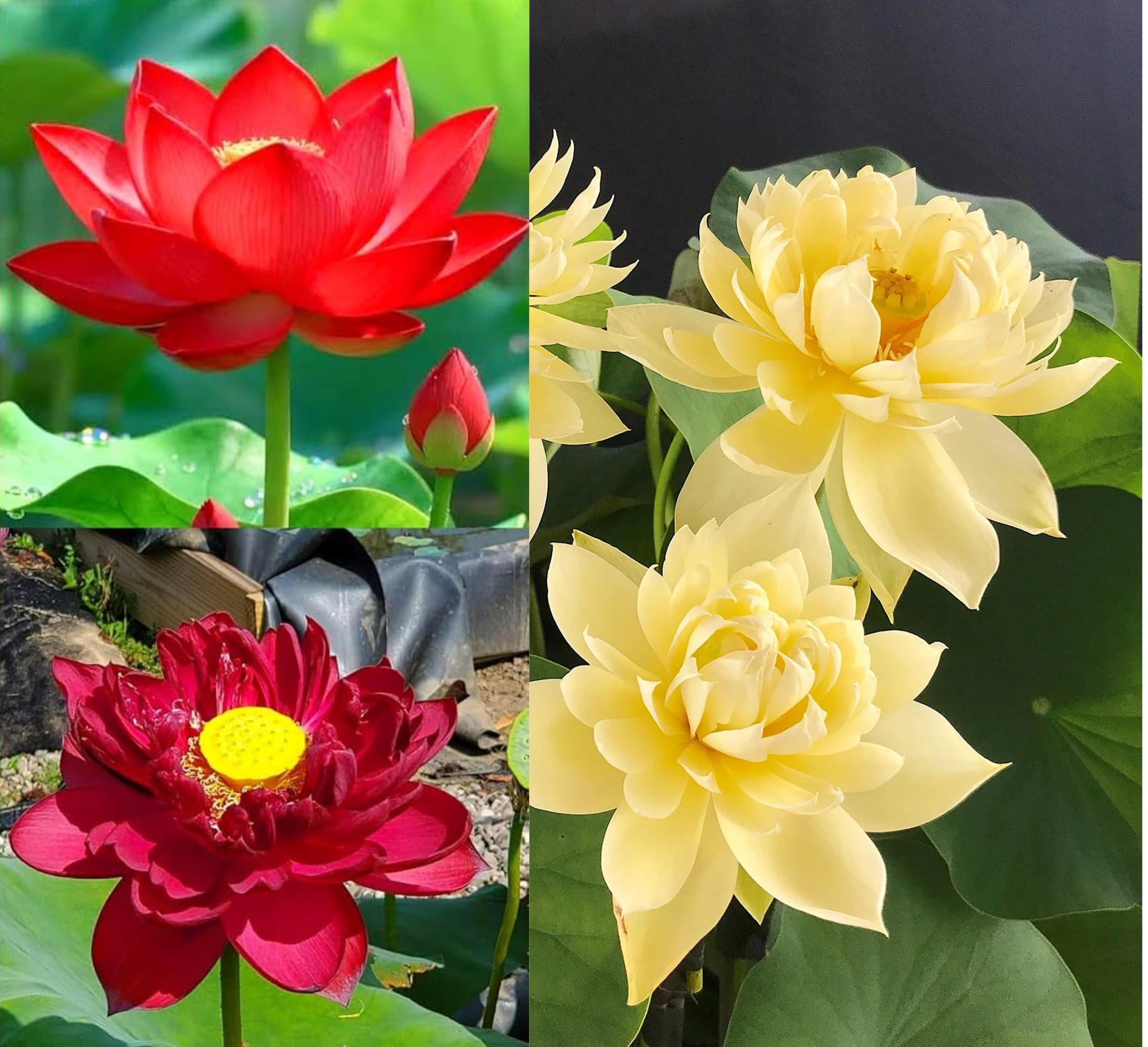 Red Lotus Plant - Blooms in 30 Days! -26