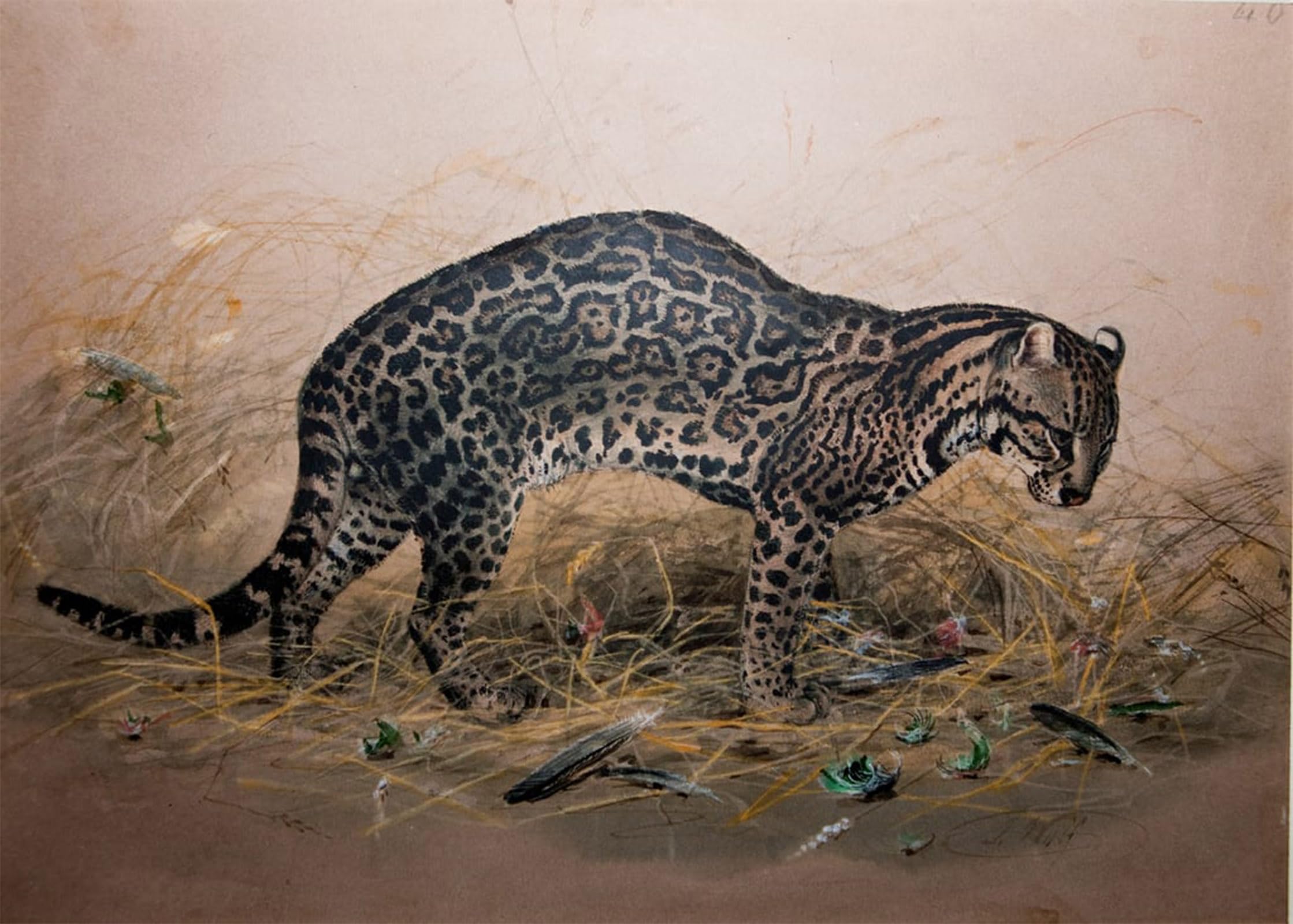 POSTERIIk Famous Animal Posters Vintage Picture the Ocelot by Wolf Modern Wall Decor for Home Decor 60x90cm