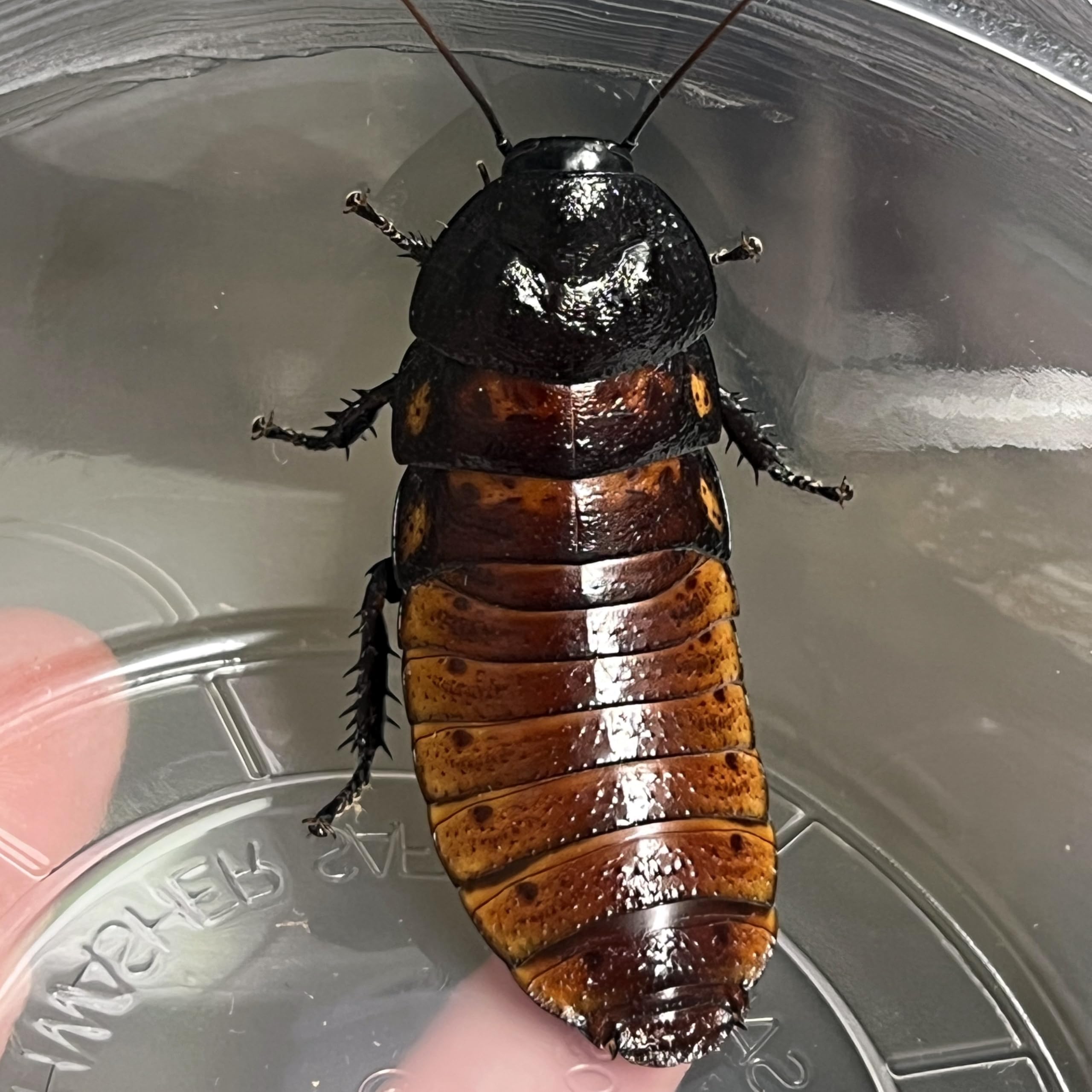 Exo-Morphs 1 ct. Adult Female Live Madagascar Hissing Cockroach
