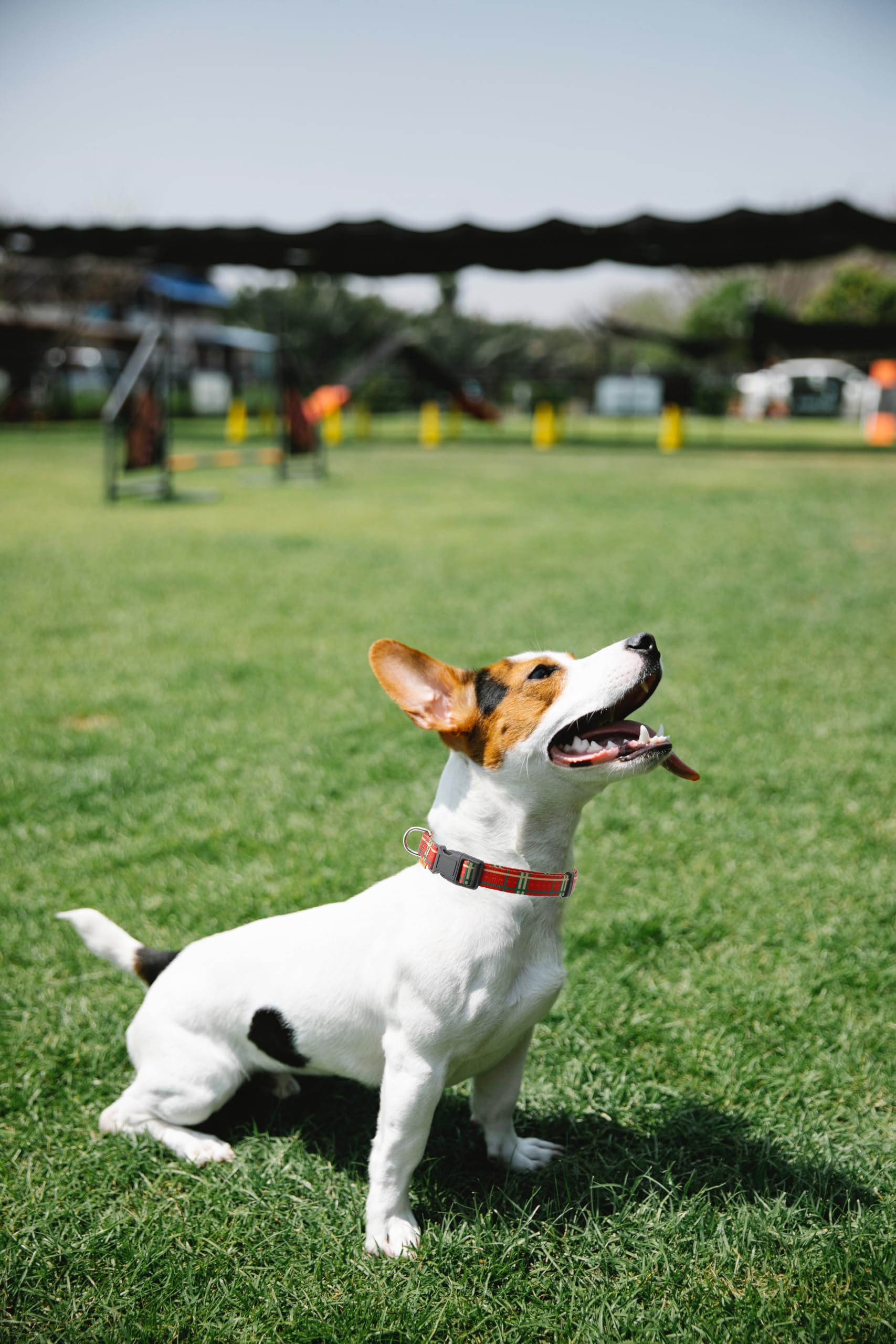 Aiminto Dog Collar, Cute Stripe Pattern, Soft and Adjustable Collar with Quick Release Buckle (S (Neck 11-18