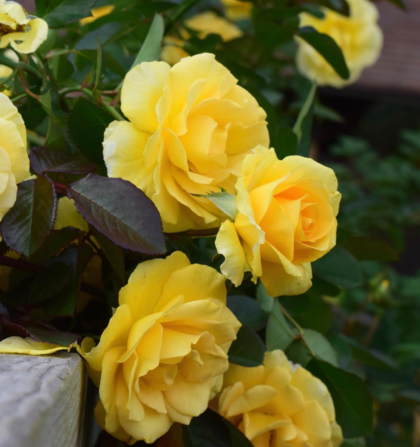 Heirloom Climbing Roses, Live Own Root Plant for Outdoor Garden, Sky's The Limit™, Lightly Fragrant, Hardiness Zones 5-10, Repeat Blooming