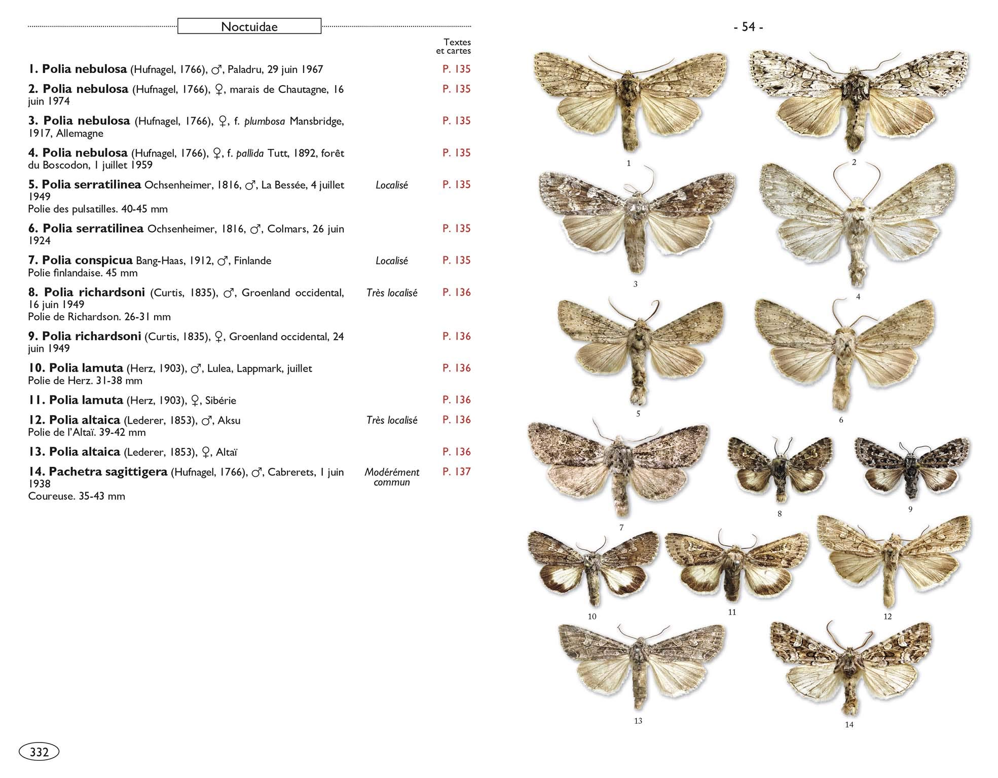 Papillons de nuit d'Europe: Volume 6, Noctuelles 2