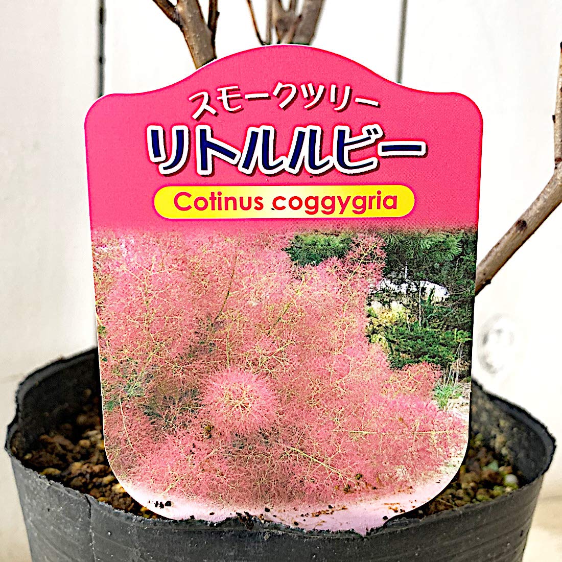 Amazon | スモークツリー 苗木 リトルルビー 13.5cmポット苗 3年生苗