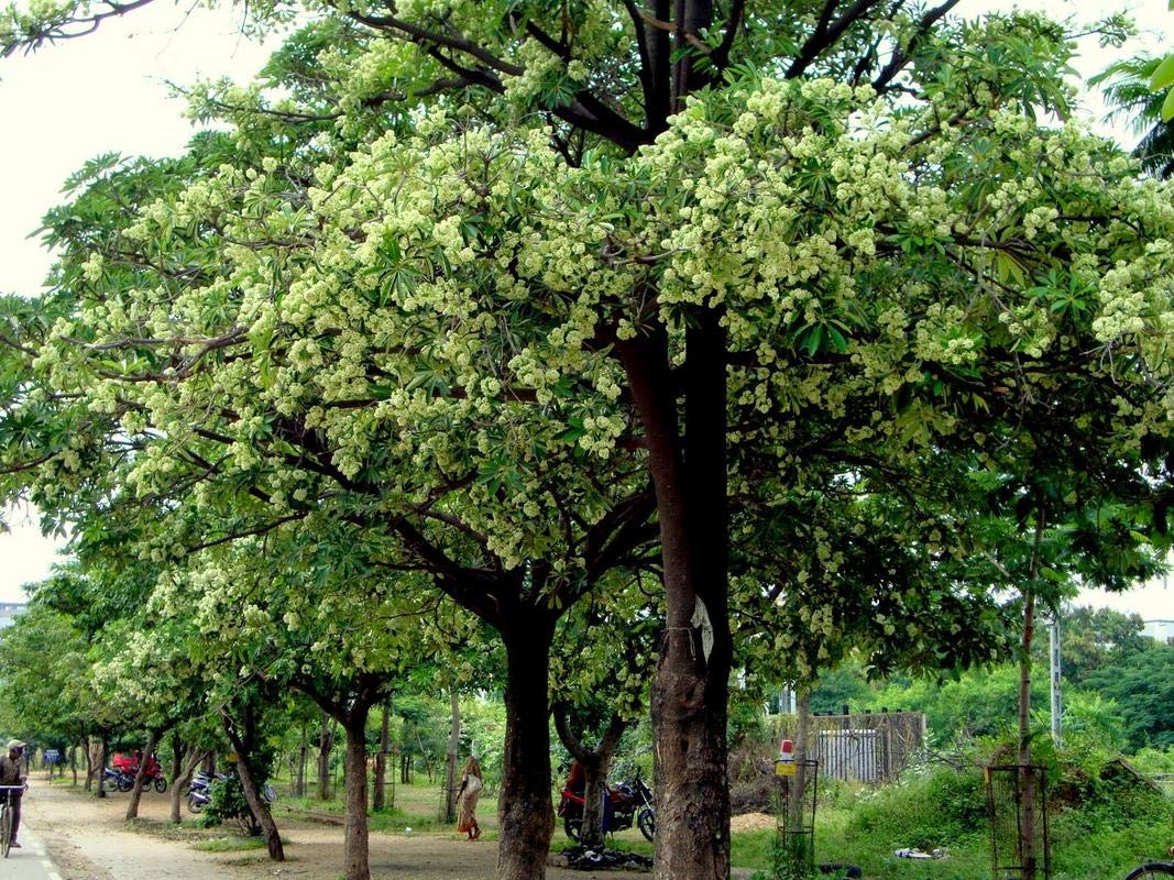 Plants Point Alstonia Scholaris, Devil Tree Plant (B08232KC95) Amazon Price History, Amazon Price Tracker