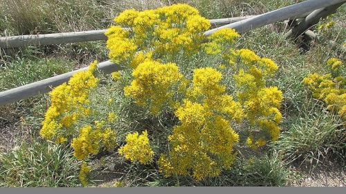 Miniatura 2 de 100 semillas de arbusto de conejo azul para plantar - Perenne resistente