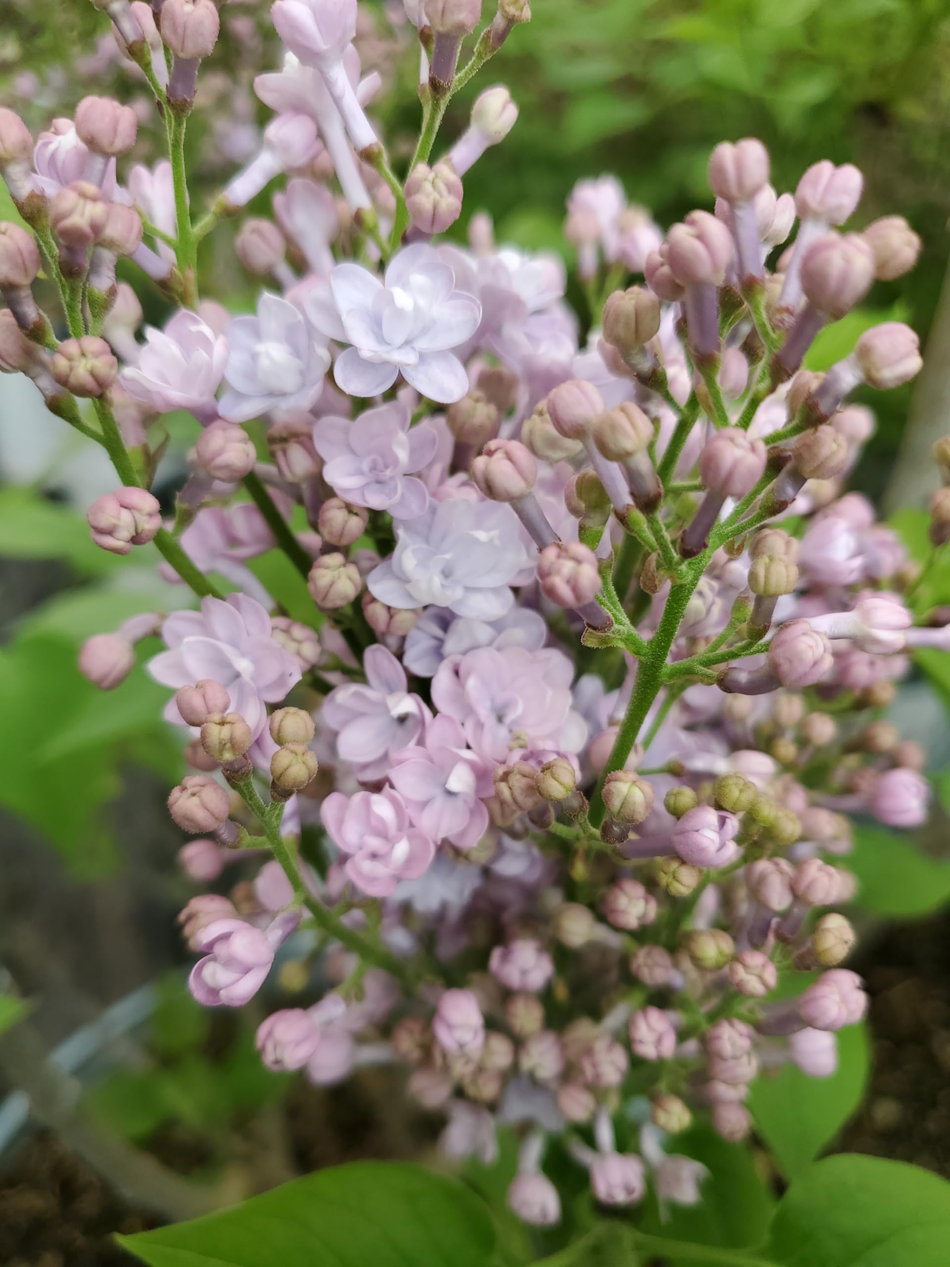 Amazon.com: Proven Winners - Syringa x hya. Scentara Double Blue